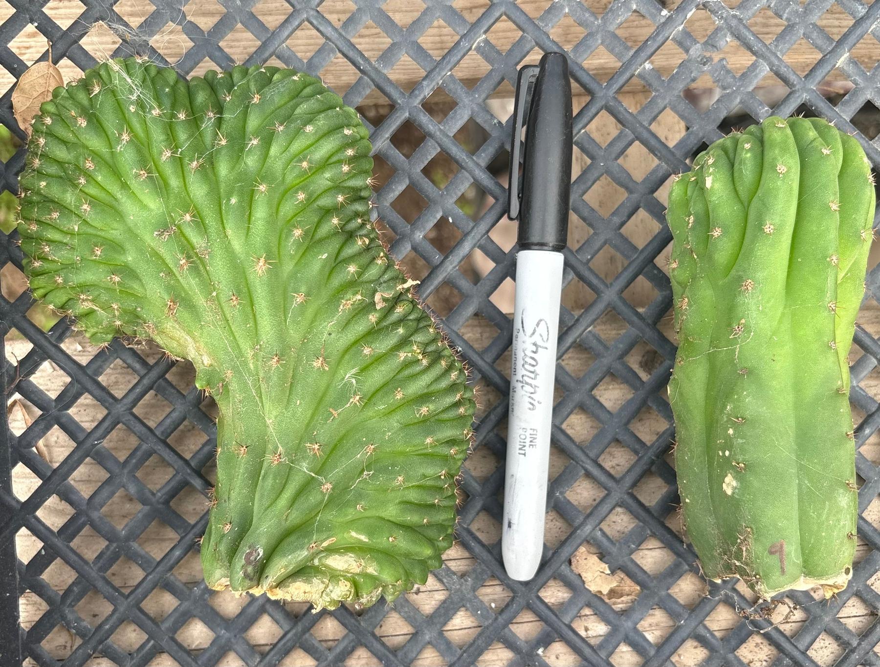 #EC93 EXACT Trichocereus Pachanoi San Pedro TPM Crested and Monstrose Cactus-Cactus - Large - Exact-The Succulent Source