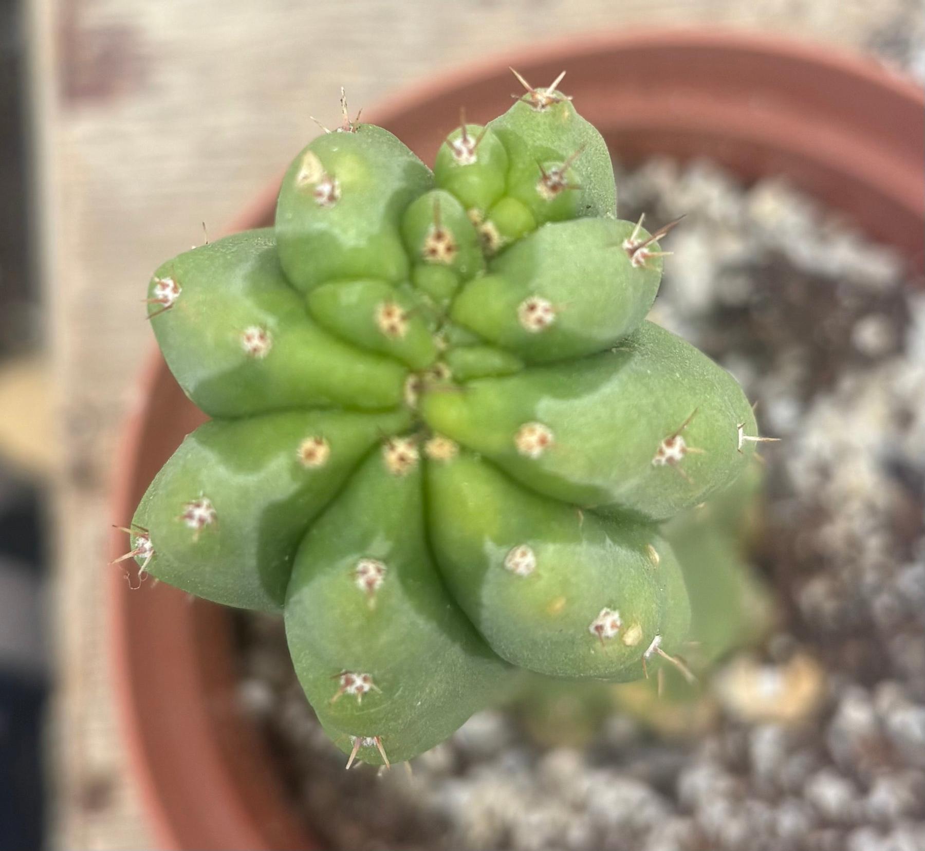 #EC93 EXACT Trichocereus Pachanoi San Pedro TPM Crested and Monstrose Cactus-Cactus - Large - Exact-The Succulent Source