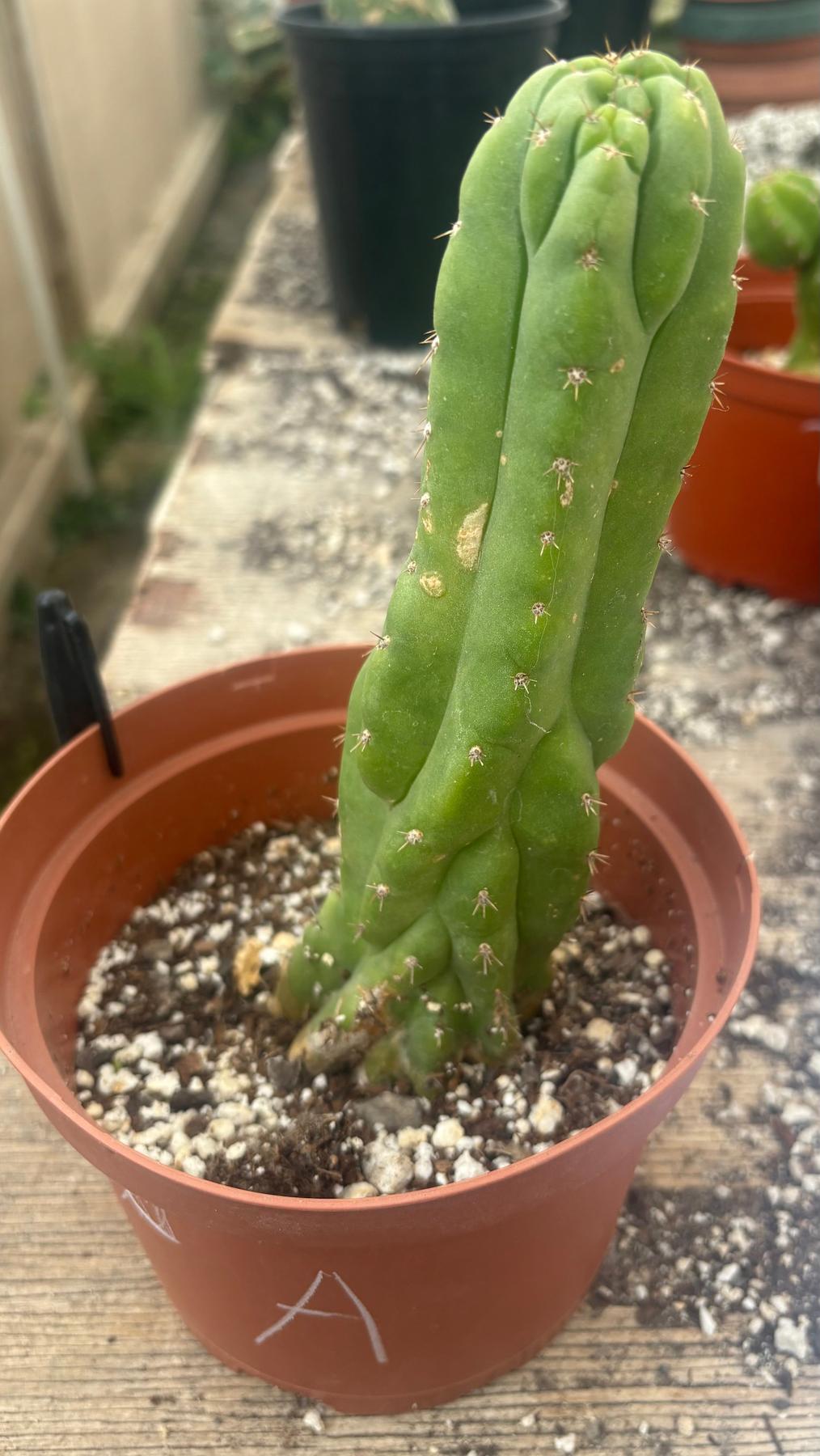 #EC93 EXACT Trichocereus Pachanoi San Pedro TPM Crested and Monstrose Cactus-Cactus - Large - Exact-The Succulent Source