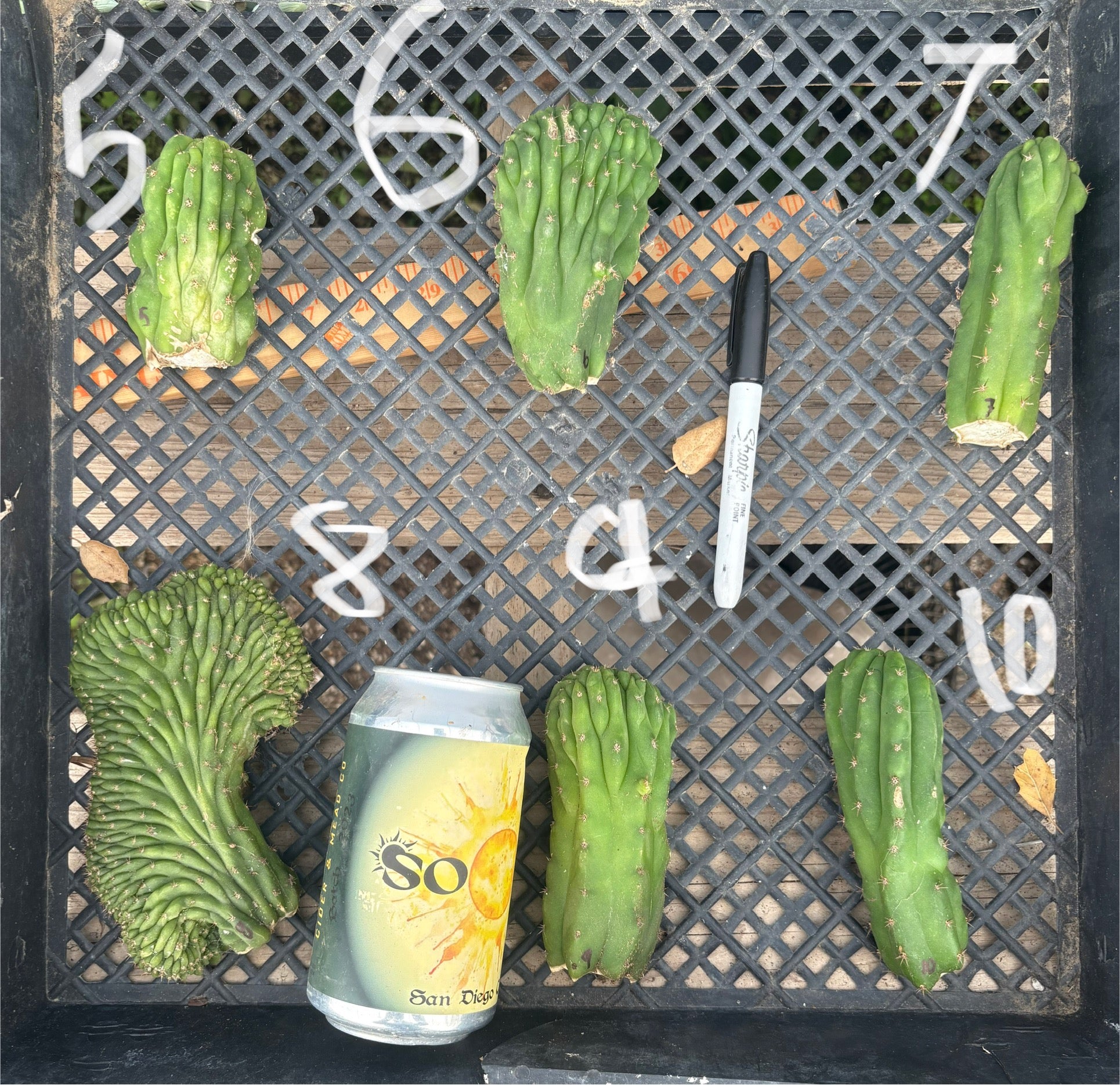 #EC93 EXACT Trichocereus Pachanoi San Pedro TPM Crested and Monstrose Cactus-Cactus - Large - Exact-The Succulent Source