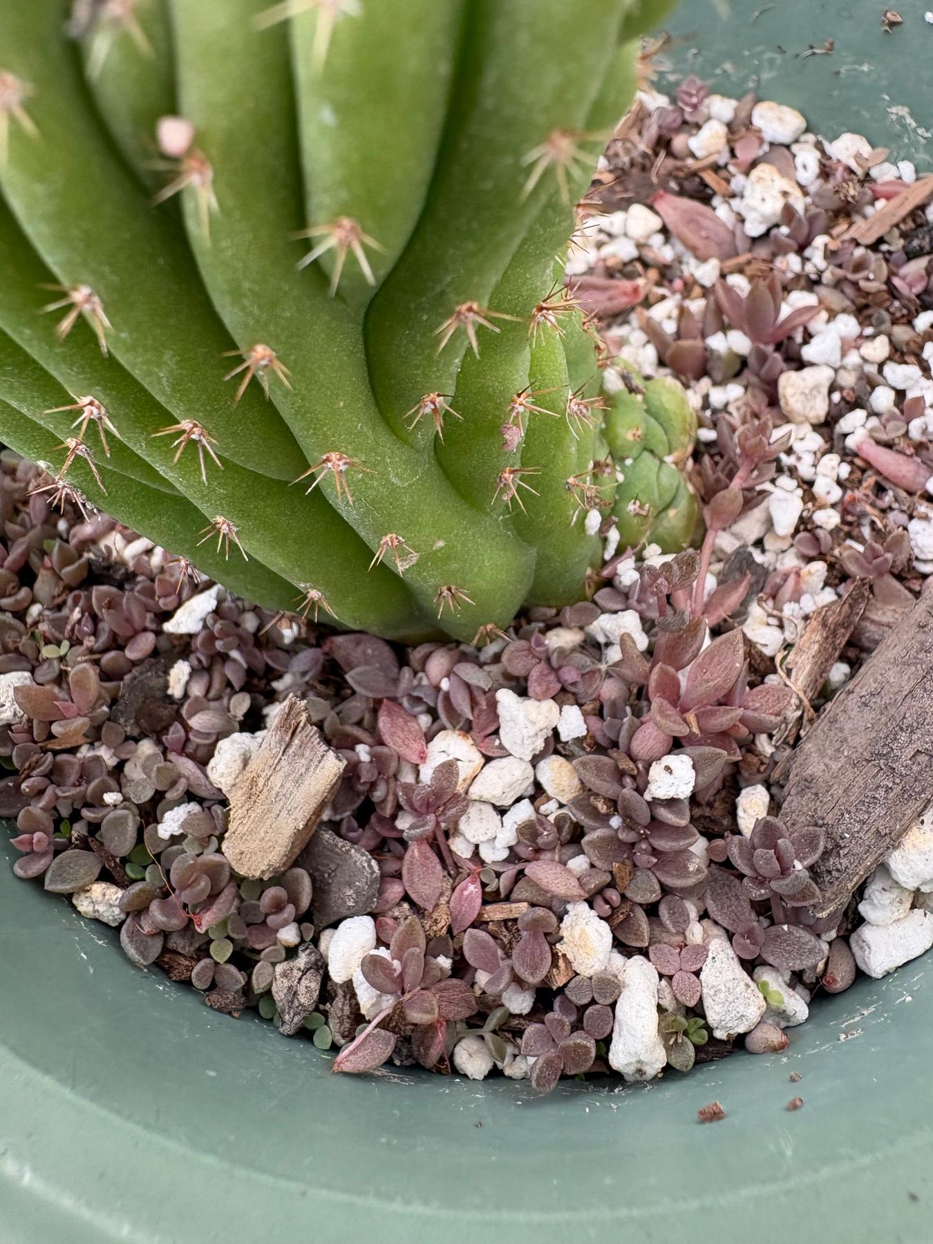 #EC93 EXACT Trichocereus Pachanoi San Pedro TPM Crested and Monstrose Cactus-Cactus - Large - Exact-The Succulent Source
