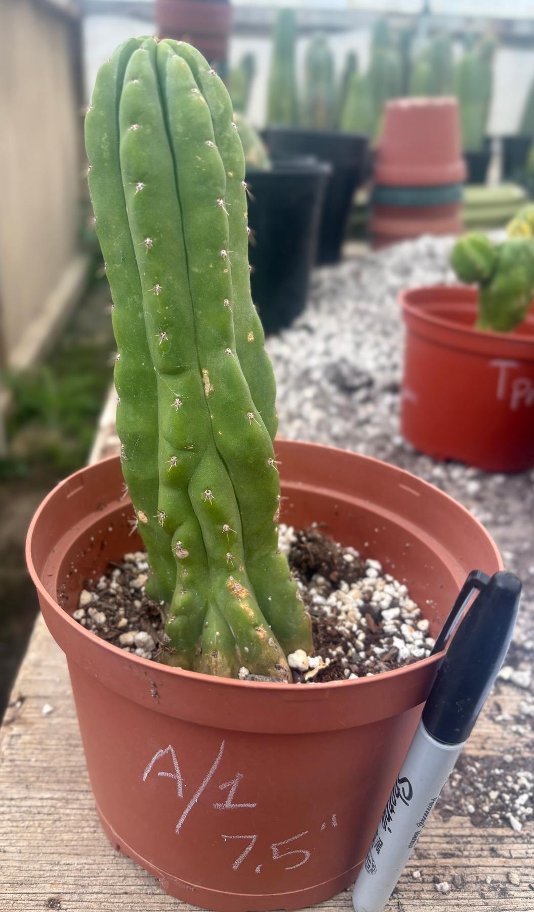 #EC93 EXACT Trichocereus Pachanoi San Pedro TPM Crested and Monstrose Cactus-Cactus - Large - Exact-The Succulent Source