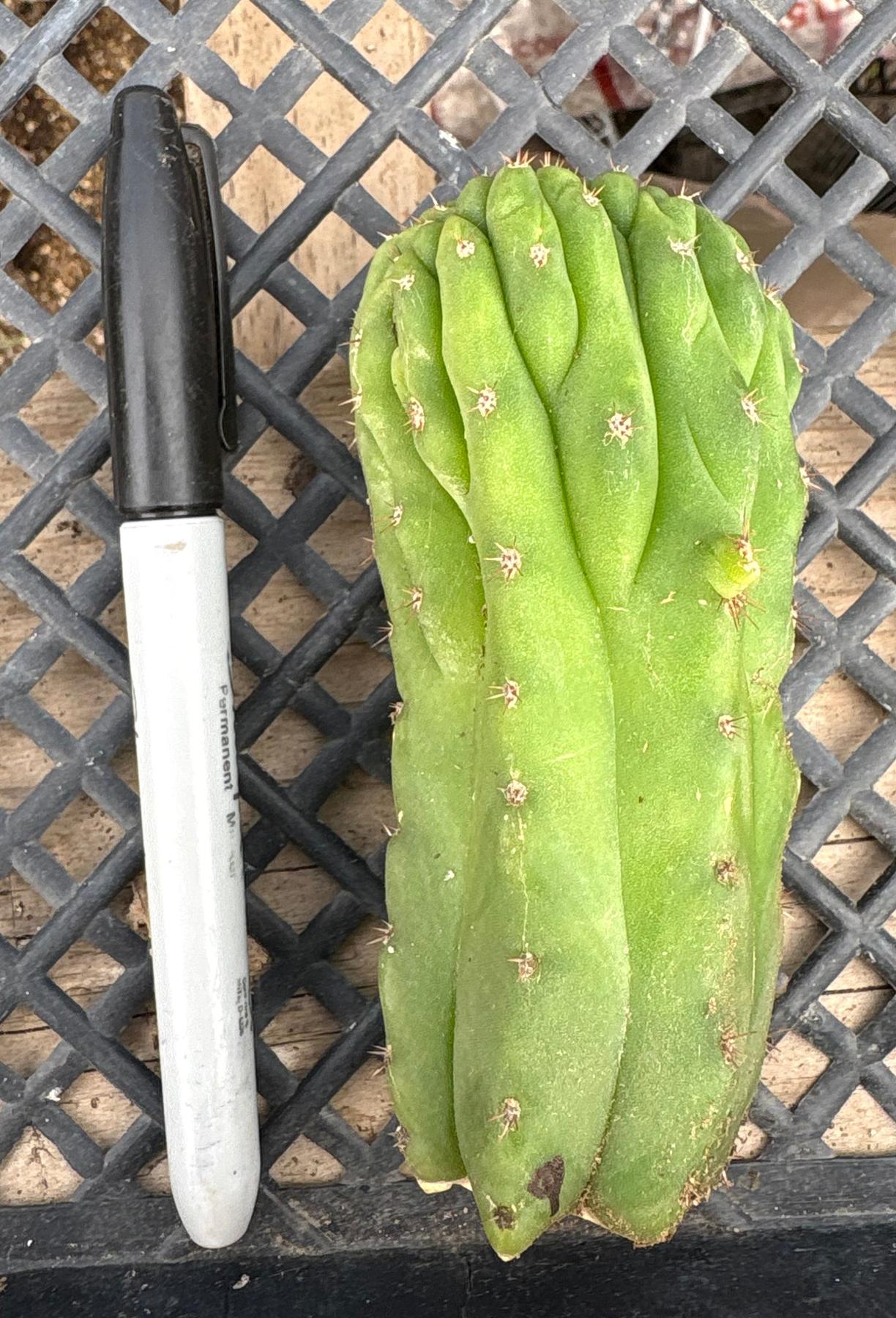 #EC93 EXACT Trichocereus Pachanoi San Pedro TPM Crested and Monstrose Cactus-Cactus - Large - Exact-The Succulent Source