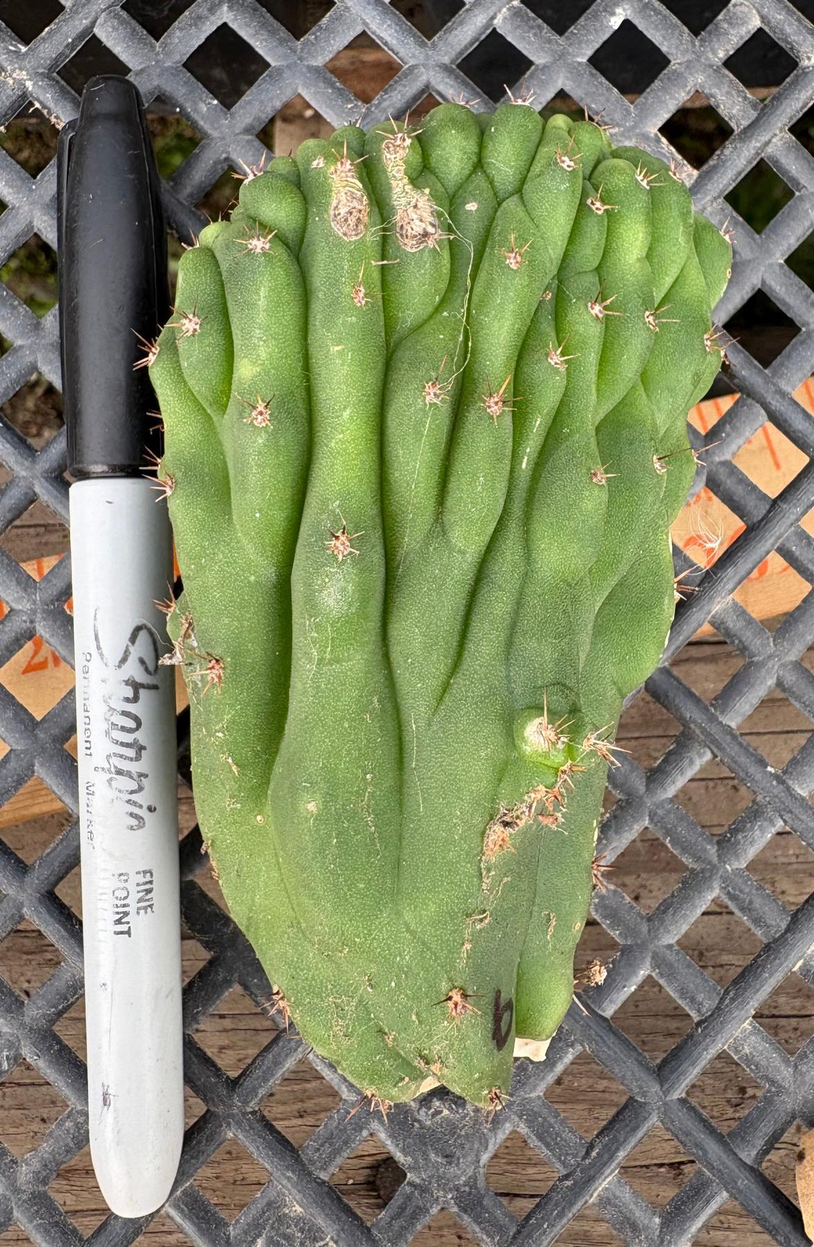 #EC93 EXACT Trichocereus Pachanoi San Pedro TPM Crested and Monstrose Cactus-Cactus - Large - Exact-The Succulent Source