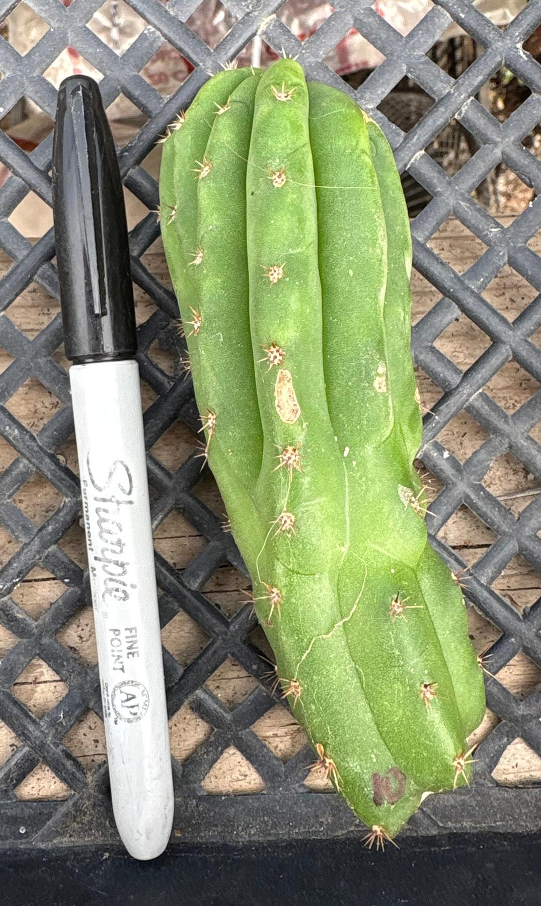 #EC93 EXACT Trichocereus Pachanoi San Pedro TPM Crested and Monstrose Cactus-Cactus - Large - Exact-The Succulent Source