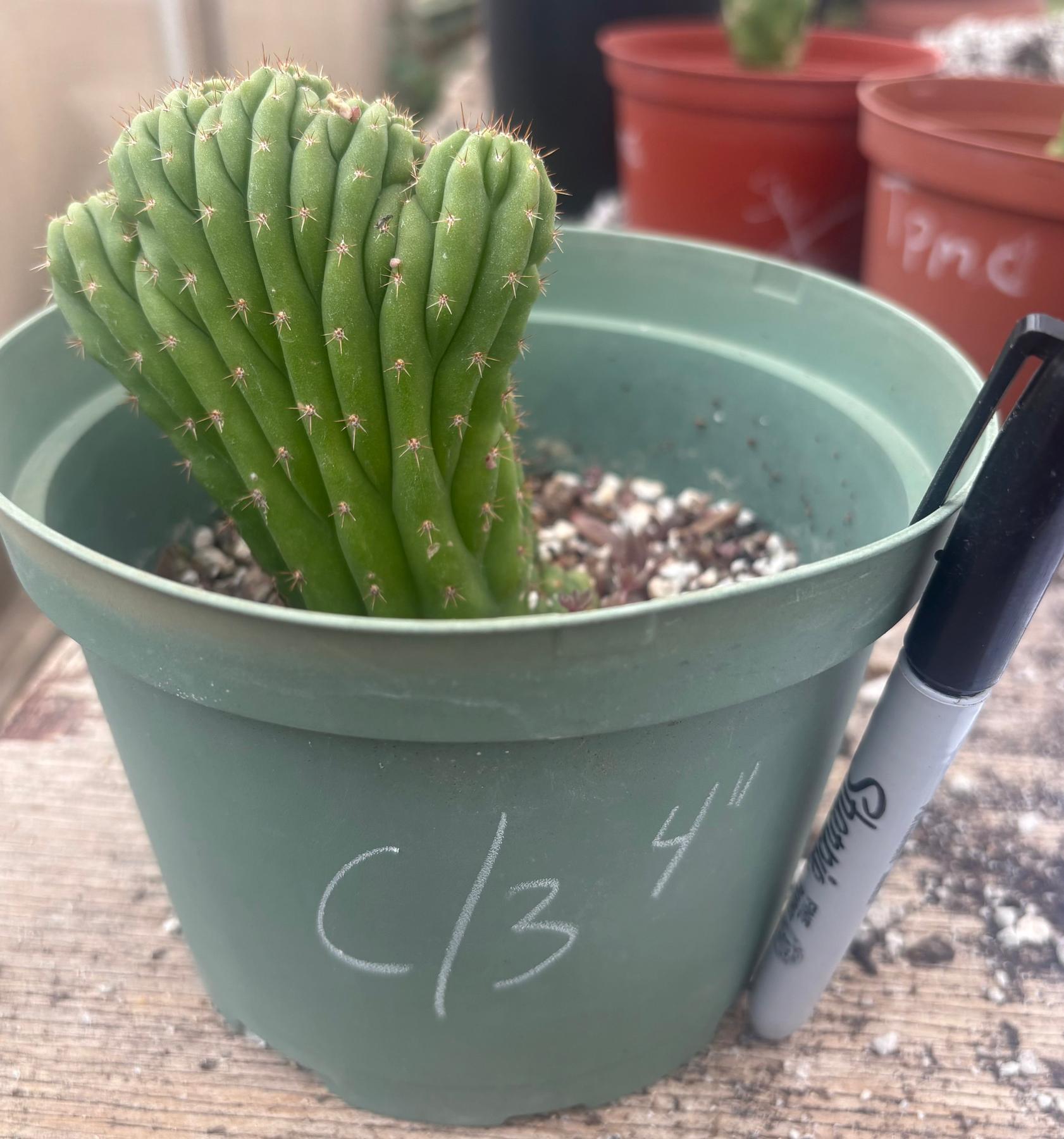 #EC93 EXACT Trichocereus Pachanoi San Pedro TPM Crested and Monstrose Cactus-Cactus - Large - Exact-The Succulent Source