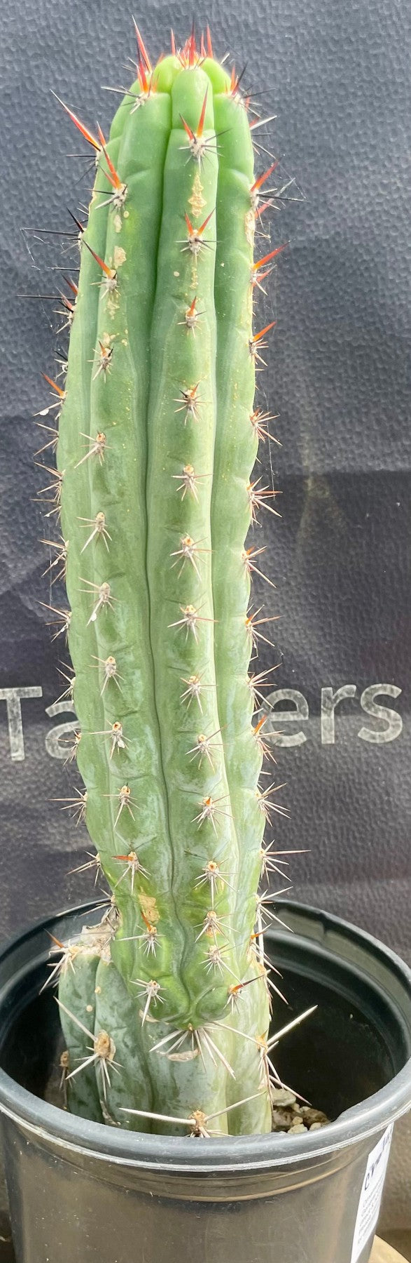 #EC94 EXACT Trichocereus Chalaensis Cactus 15"-Cactus - Large - Exact-The Succulent Source