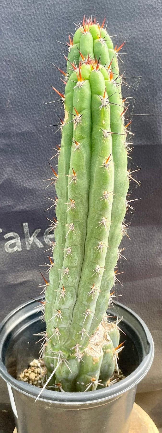 #EC94 EXACT Trichocereus Chalaensis Cactus 15"-Cactus - Large - Exact-The Succulent Source