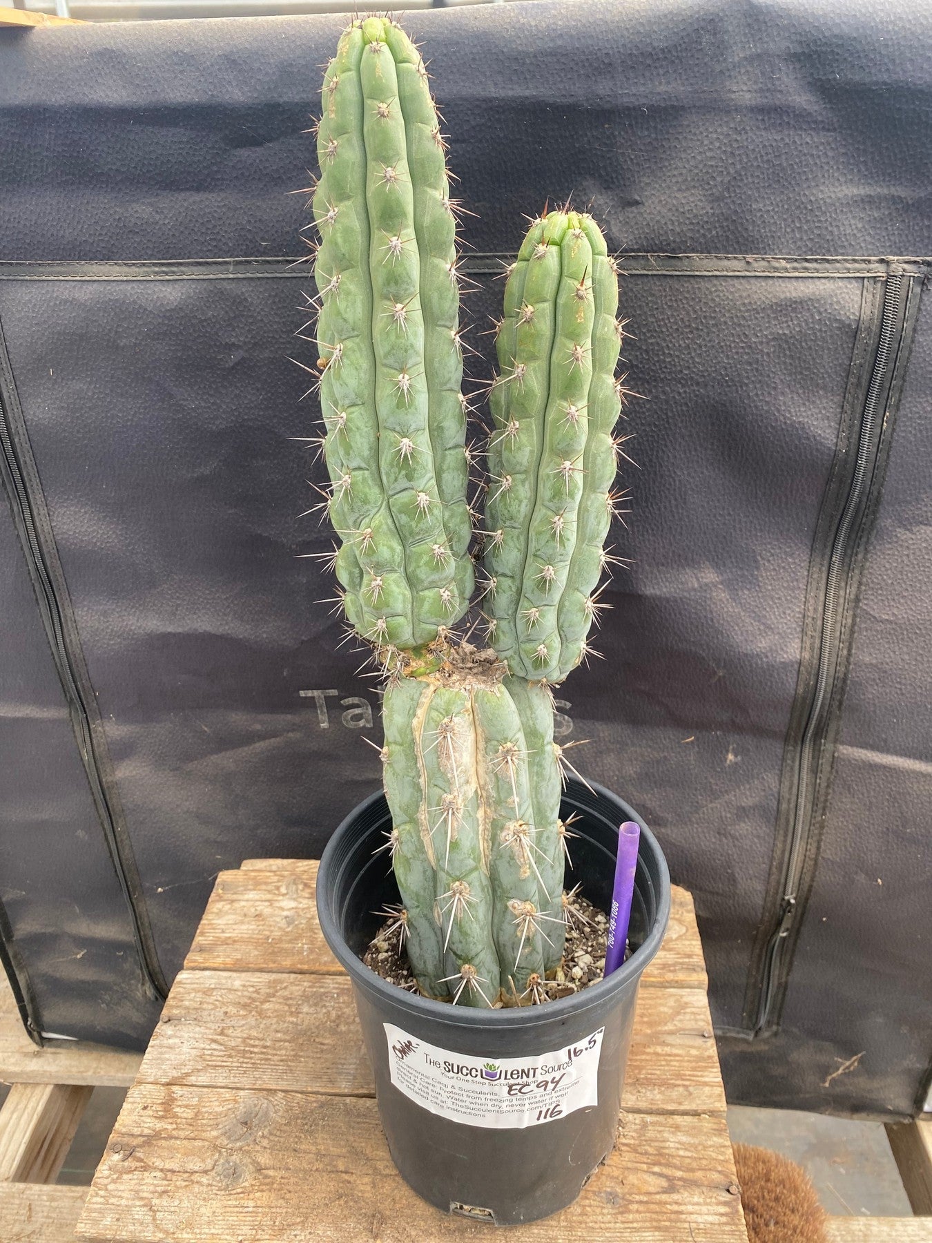 #EC94 EXACT Trichocereus Chalaensis Cactus 16.5"-Cactus - Large - Exact-The Succulent Source