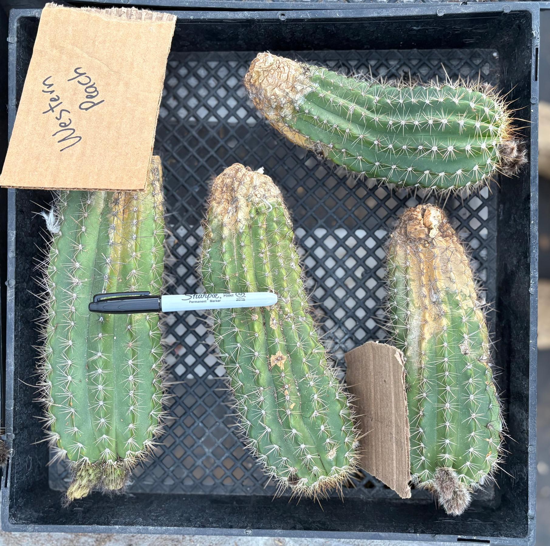 #EC94 EXACT Trichocereus Hybrid Weatern Peach Cutting-Cactus - Large - Exact-The Succulent Source