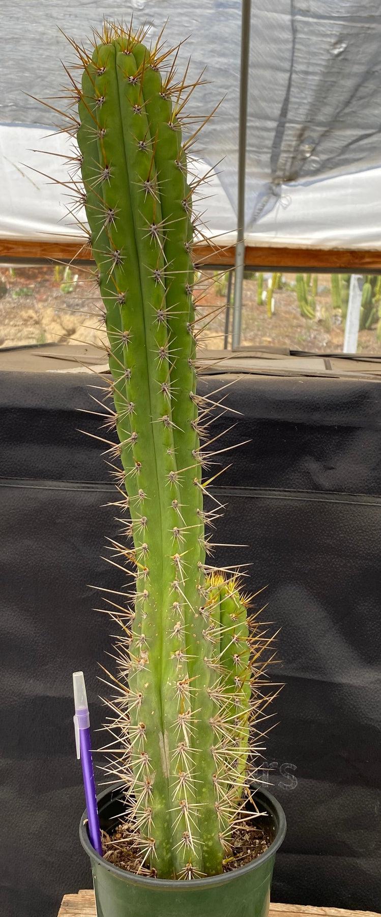 #EC95 EXACT Trichocereus Cuzcoensis Cactus 24 "-Cactus - Large - Exact-The Succulent Source