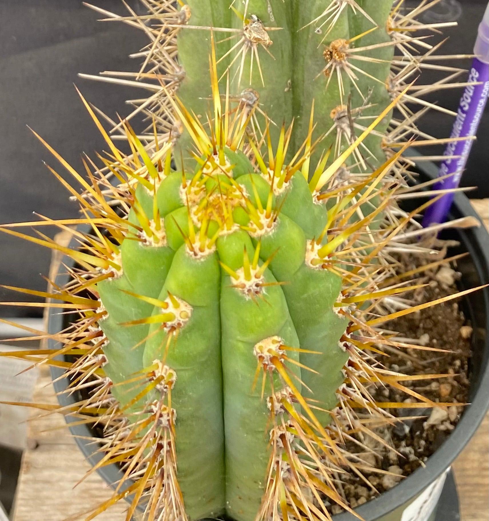 #EC95 EXACT Trichocereus Cuzcoensis Cactus 24 "-Cactus - Large - Exact-The Succulent Source