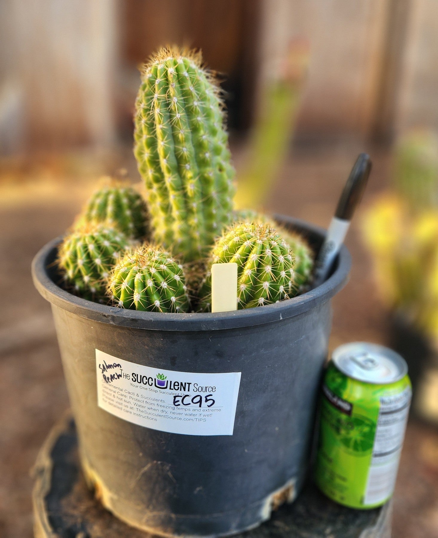 san pedro cactus drink #EC95 EXACT Trichocereus Grandiflorus Hybrid Cactus