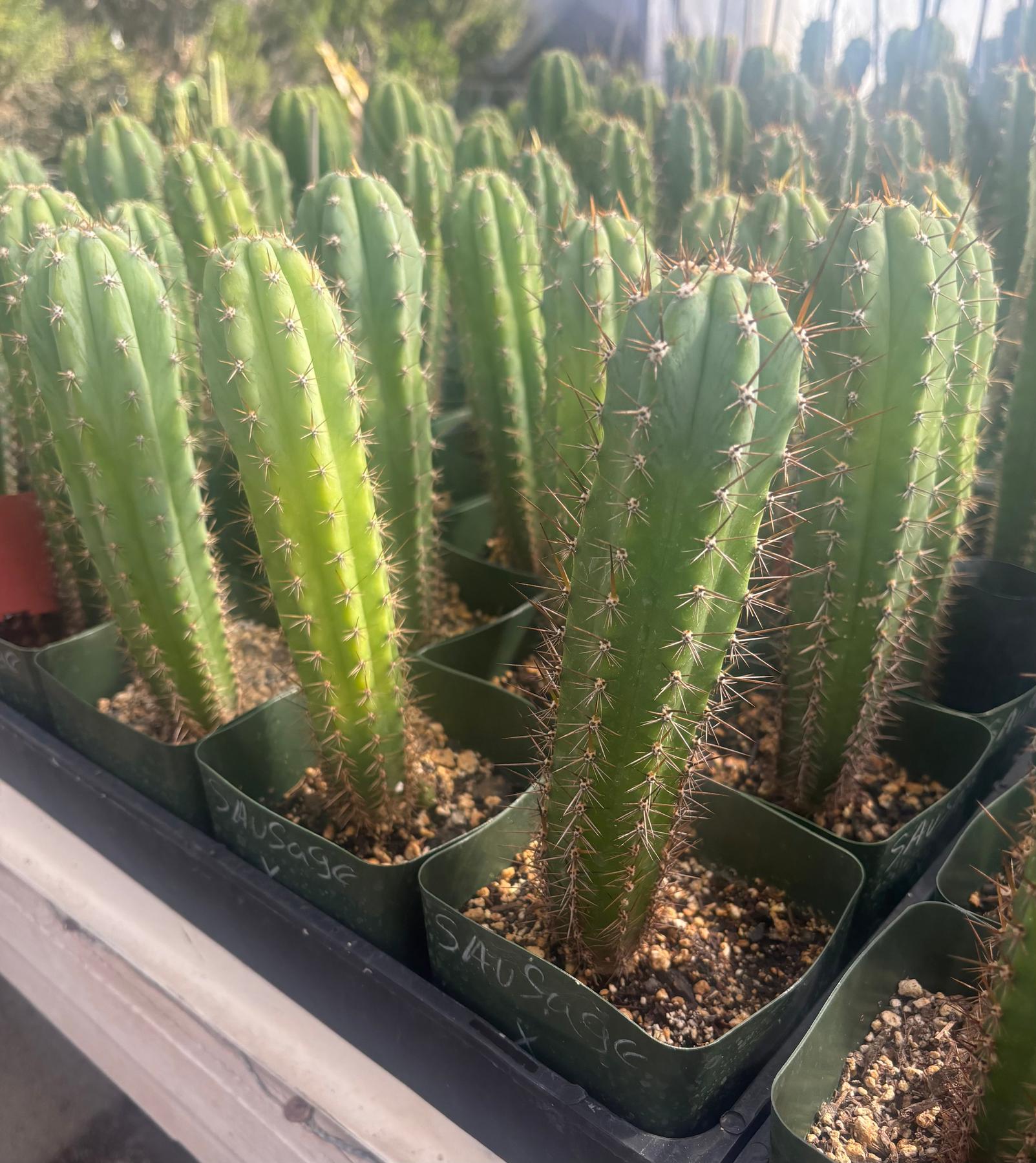 #EC96 Trichocereus Hybrid Pachanoi Sausage X Peru Dawsons Cactus 6” approx.-Cactus - Large - Exact-The Succulent Source