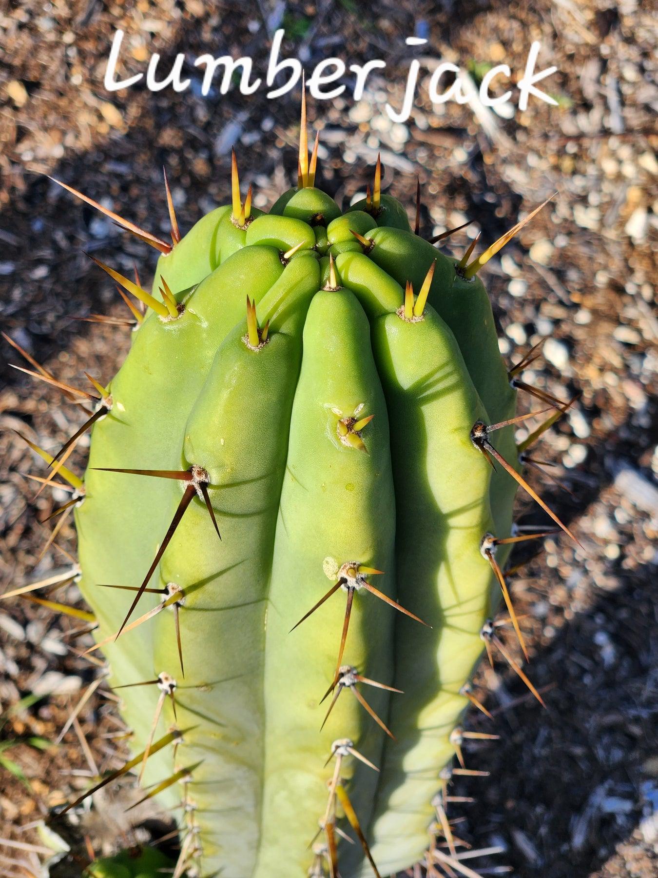 #EC97 EXACT Trichocereus Peruvianus "Lumberjack" Cactus Cutting 7-8"-Cactus - Large - Exact-The Succulent Source