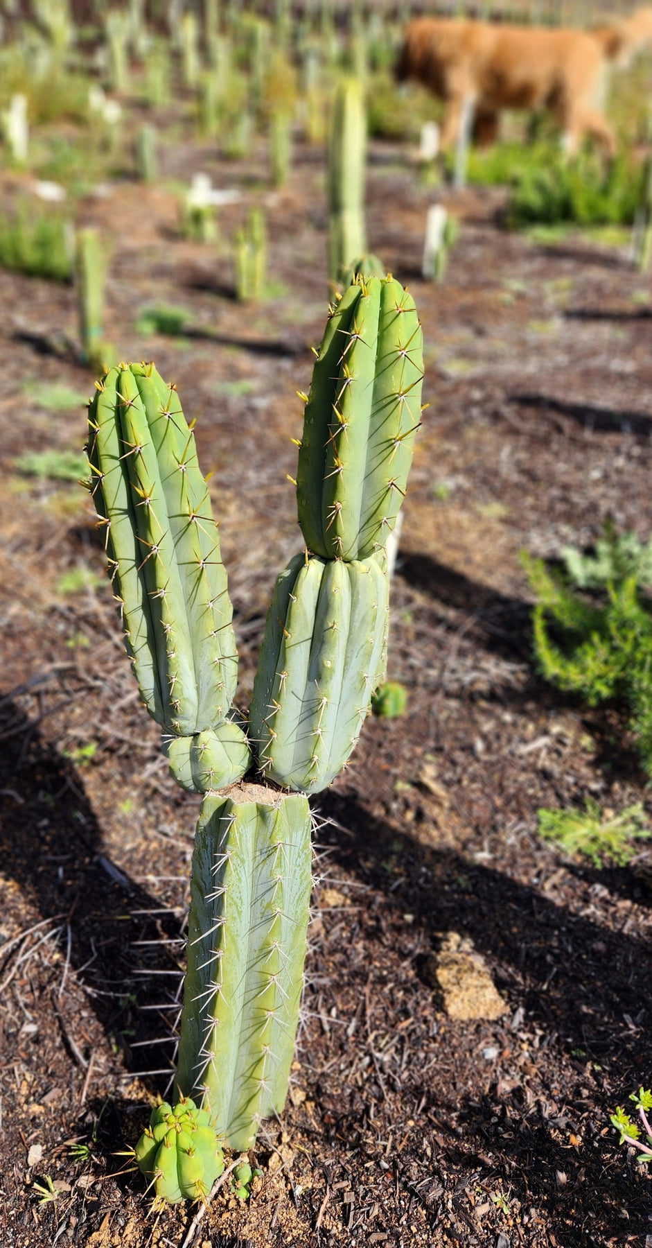 #EC97 EXACT Trichocereus Peruvianus "Lumberjack" Cactus Cutting 7-8"-Cactus - Large - Exact-The Succulent Source