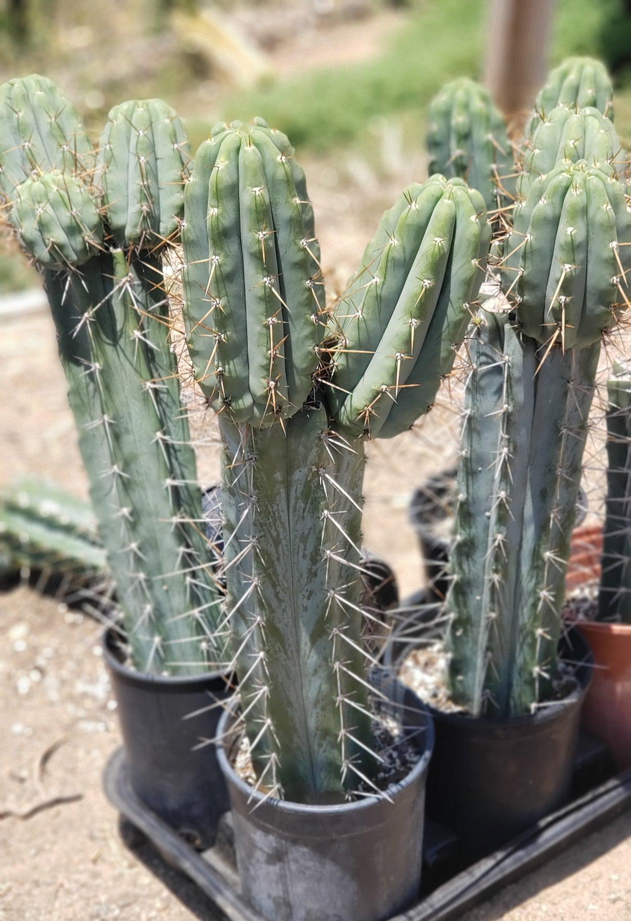 #EC97 EXACT Trichocereus Peruvianus "Lumberjack" Cactus Cutting 5-6"-Cactus - Large - Exact-The Succulent Source