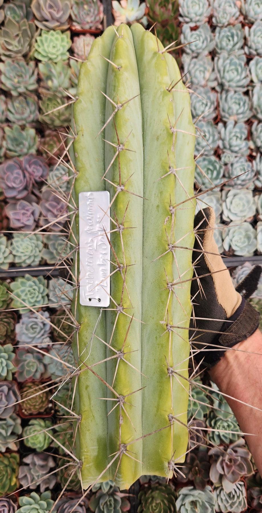 #EC97 EXACT Trichocereus Peruvianus "Lumberjack" Cactus Cuttings-Cactus - Large - Exact-The Succulent Source