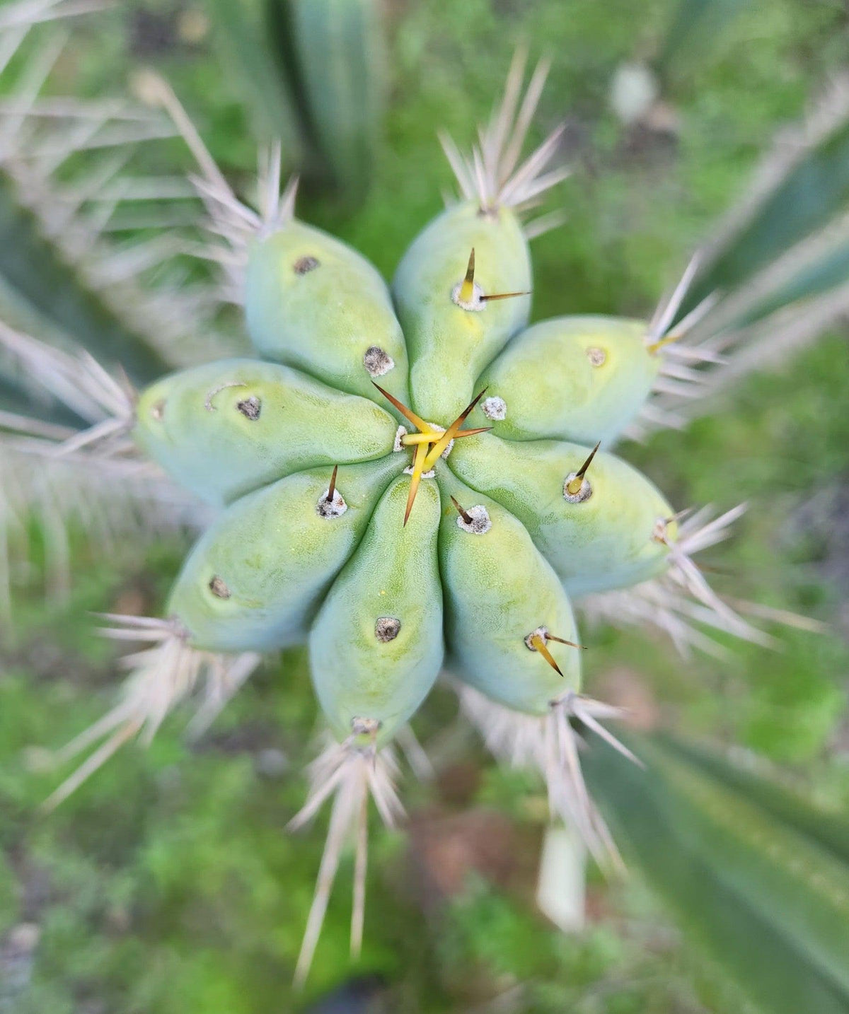#EC97 EXACT Trichocereus Peruvianus "Lumberjack" Cactus Cuttings-Cactus - Large - Exact-The Succulent Source
