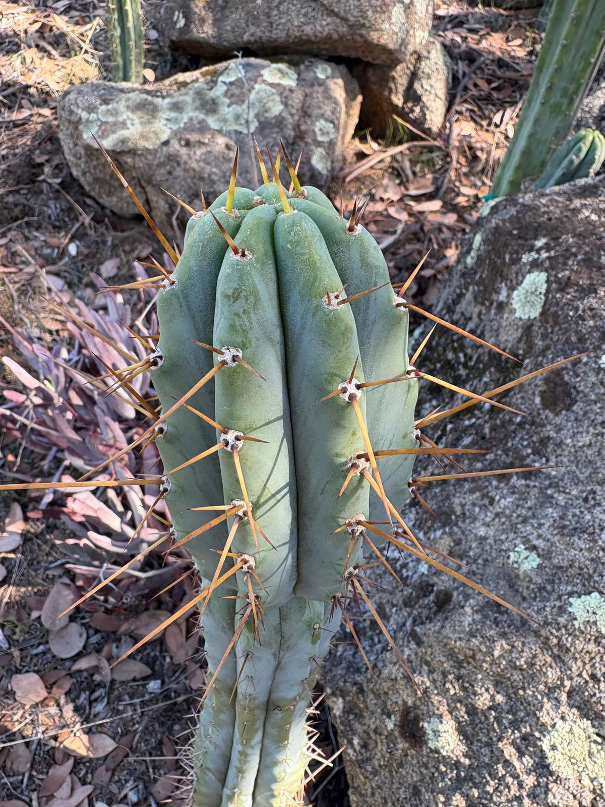 #EC97 Trichocereus Peruvianus "Lumberjack" Cactus Cuttings-Cactus - Large - Exact-The Succulent Source