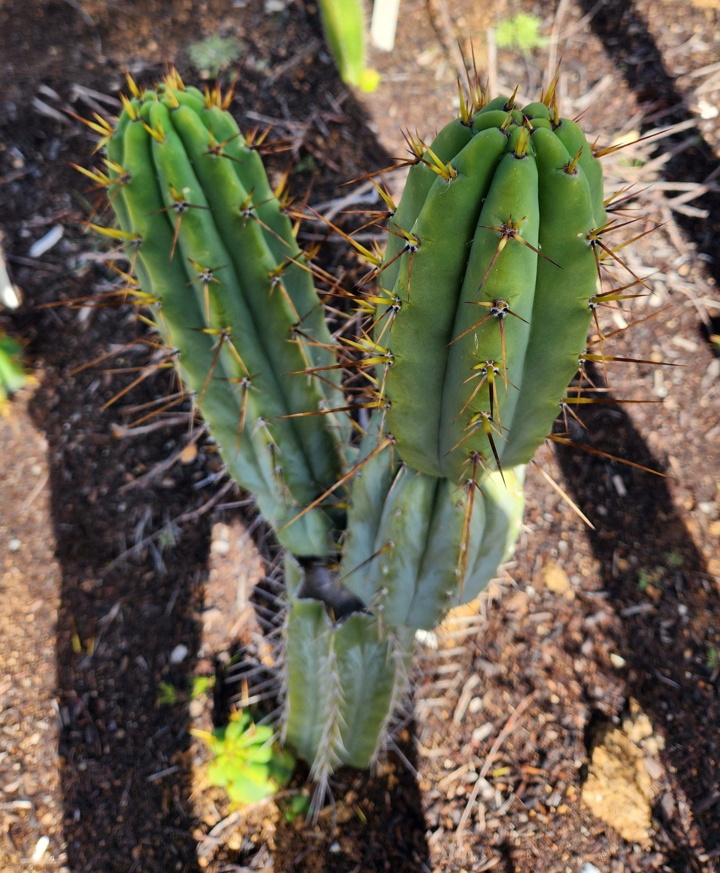 #EC97 EXACT Trichocereus Peruvianus "Lumberjack" Cactus Cutting 7-8"-Cactus - Large - Exact-The Succulent Source