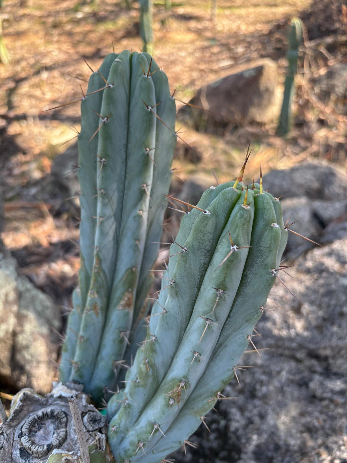 #EC97 Trichocereus Peruvianus "Lumberjack" Cactus Cuttings-Cactus - Large - Exact-The Succulent Source