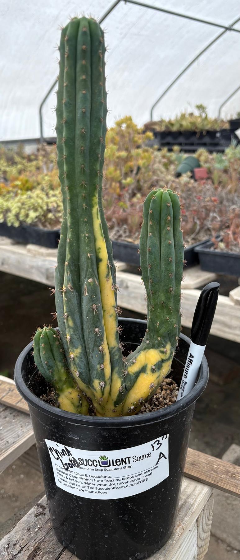 #EC98 EXACT Trichocereus Pachanoi Variegated Crested cactus "China Gold"-Cactus - Large - Exact-The Succulent Source