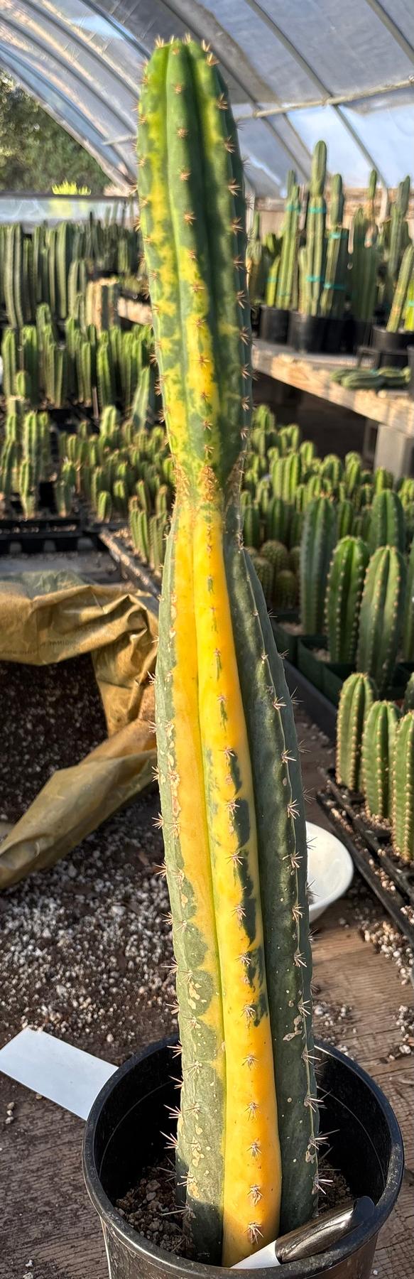 #EC98 EXACT Trichocereus Pachanoi Variegated cactus "China Gold"-Cactus - Large - Exact-The Succulent Source