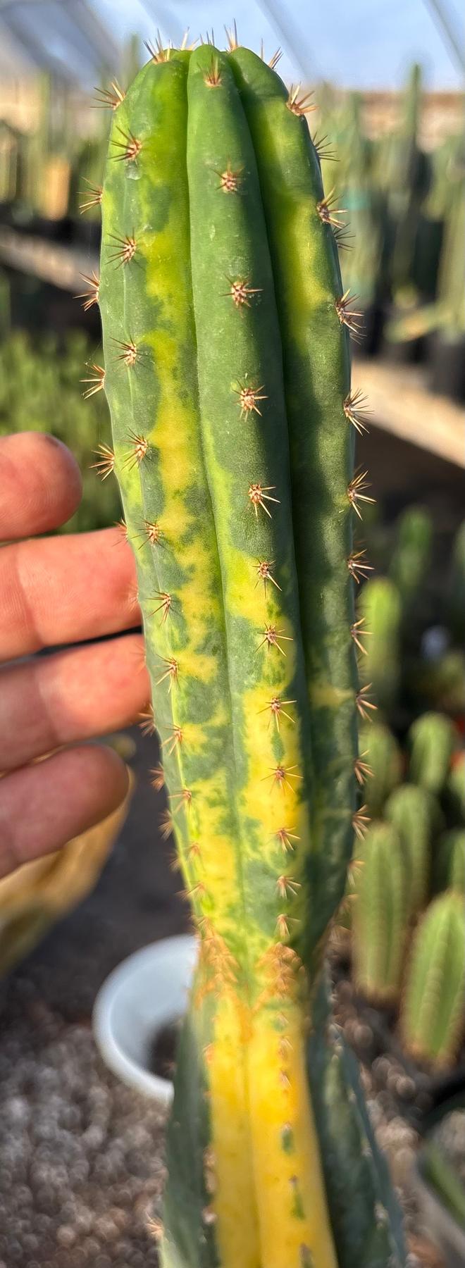 #EC98 EXACT Trichocereus Pachanoi Variegated cactus "China Gold"-Cactus - Large - Exact-The Succulent Source