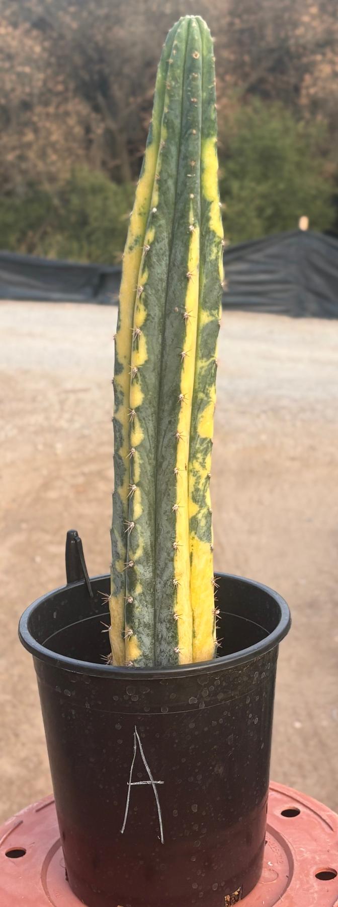 #EC98 EXACT Trichocereus Pachanoi Variegated cactus "China Gold"-Cactus - Large - Exact-The Succulent Source