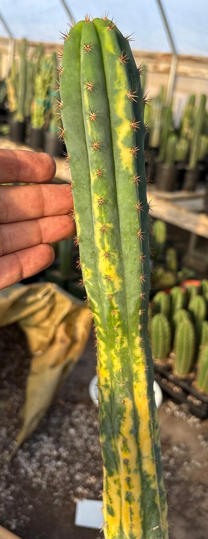 #EC98 EXACT Trichocereus Pachanoi Variegated cactus "China Gold"-Cactus - Large - Exact-The Succulent Source