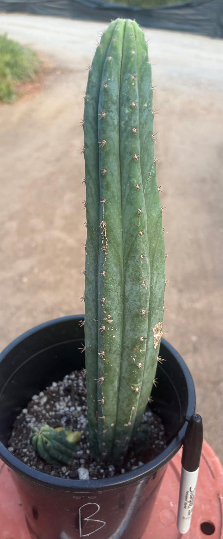 #EC98 EXACT Trichocereus Pachanoi Variegated cactus "China Gold"-Cactus - Large - Exact-The Succulent Source