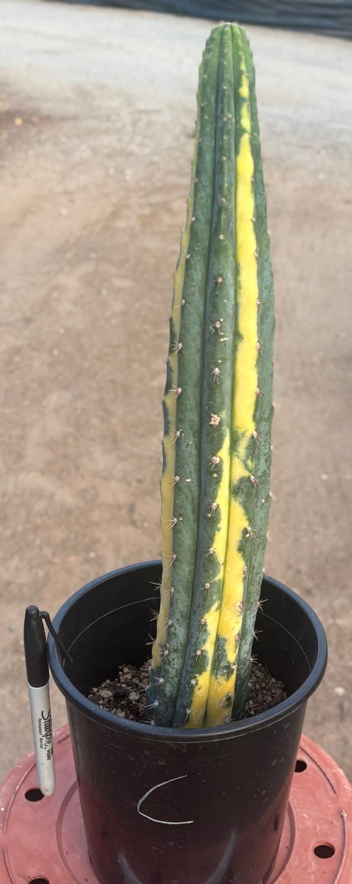 #EC98 EXACT Trichocereus Pachanoi Variegated cactus "China Gold"-Cactus - Large - Exact-The Succulent Source