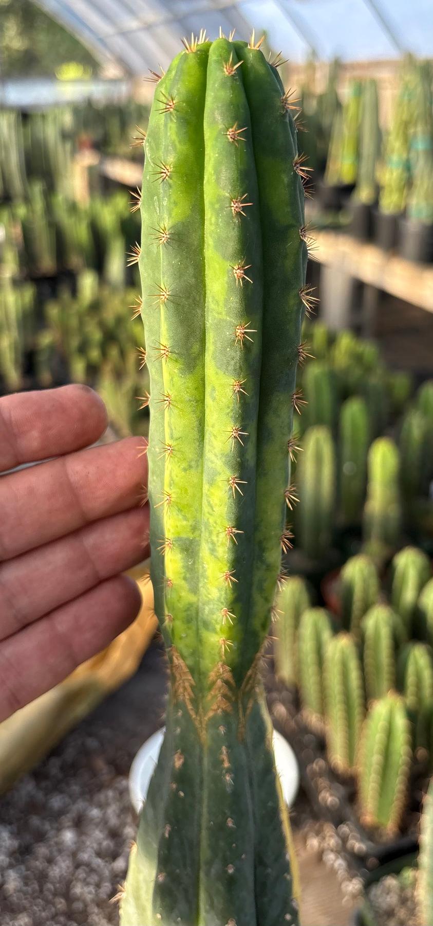 #EC98 EXACT Trichocereus Pachanoi Variegated cactus "China Gold"-Cactus - Large - Exact-The Succulent Source