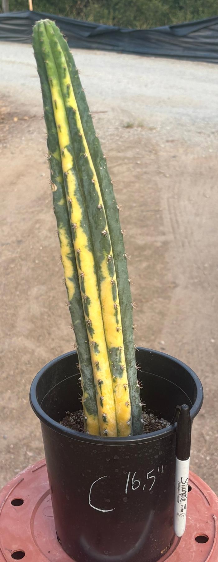 #EC98 EXACT Trichocereus Pachanoi Variegated cactus "China Gold"-Cactus - Large - Exact-The Succulent Source