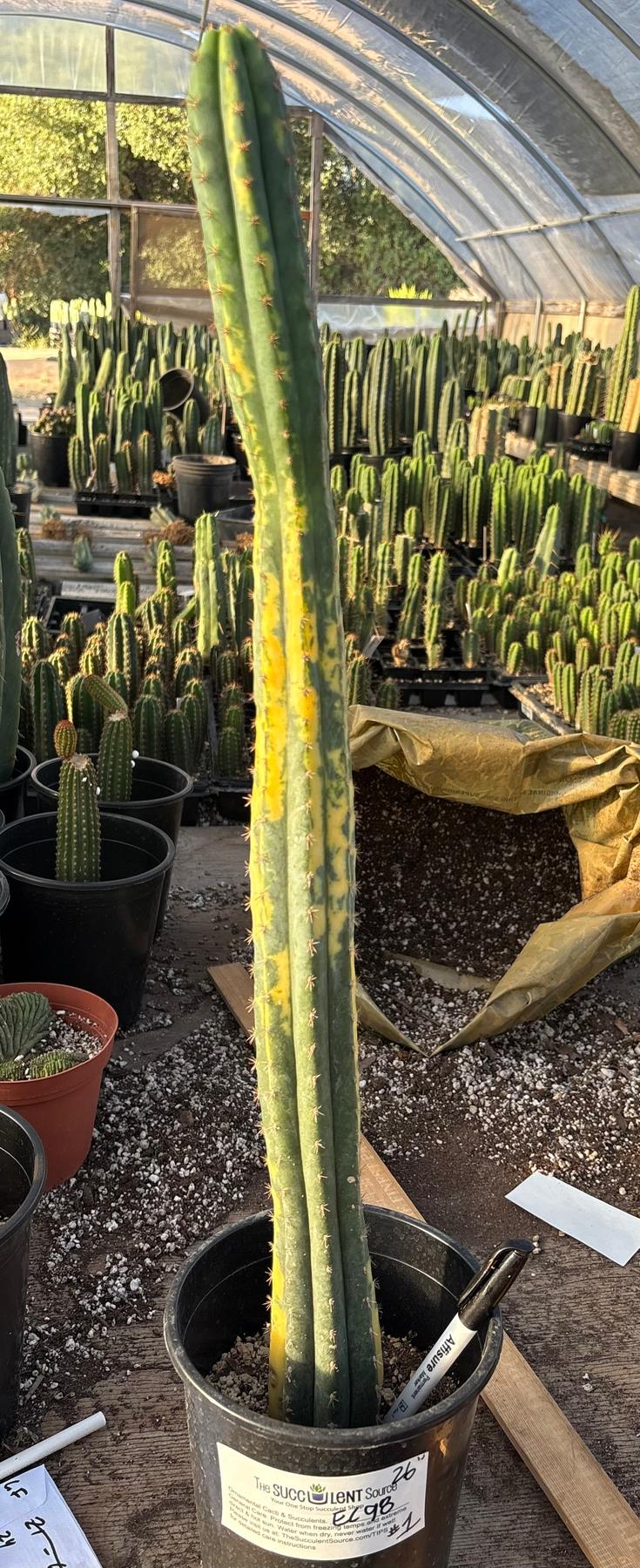 #EC98 EXACT Trichocereus Pachanoi Variegated cactus "China Gold"-Cactus - Large - Exact-The Succulent Source