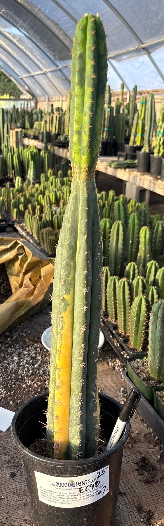 #EC98 EXACT Trichocereus Pachanoi Variegated cactus "China Gold"-Cactus - Large - Exact-The Succulent Source