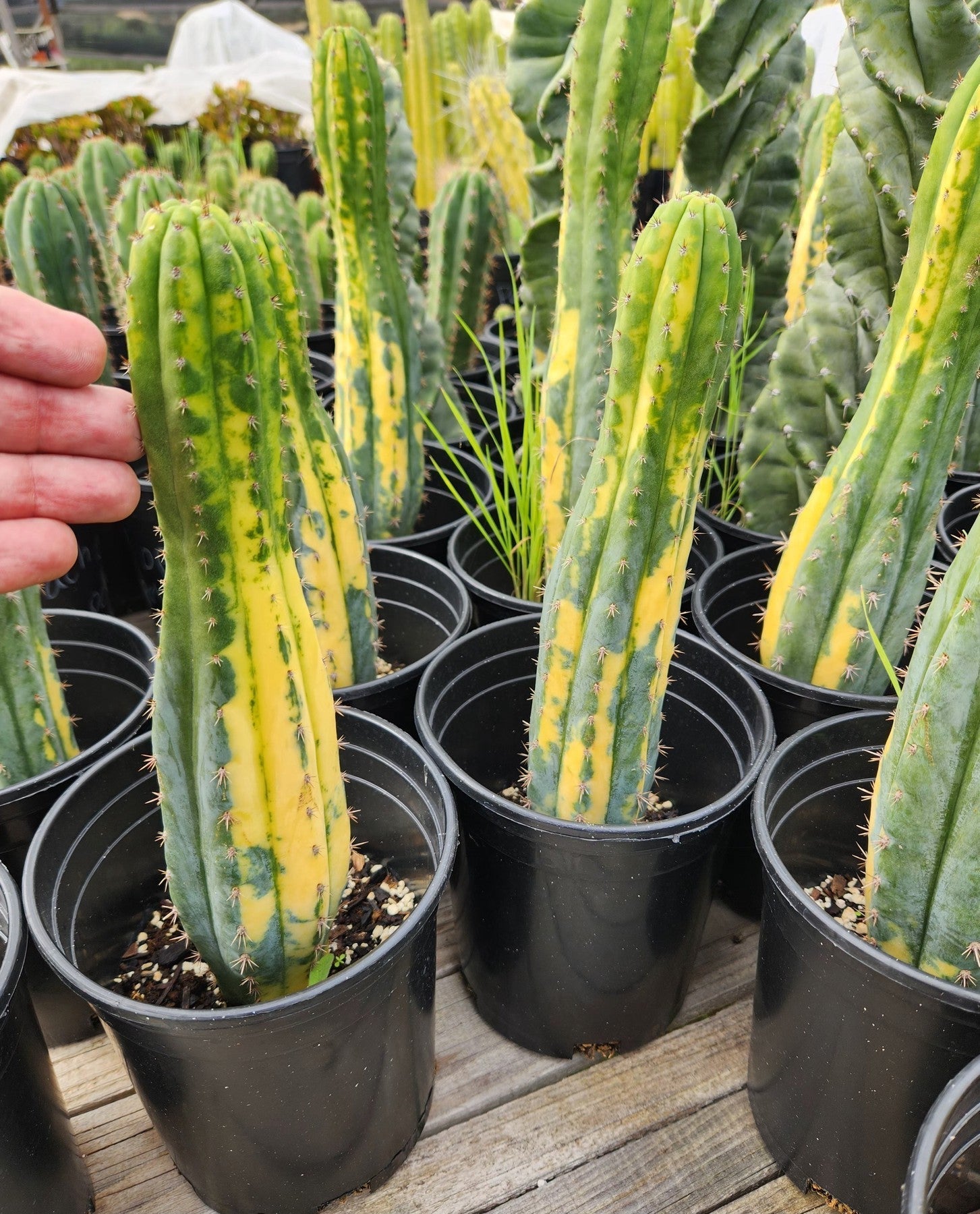 #EC98 EXACT Trichocereus Pachanoi Variegated cactus "China Gold" 10-12"-Cactus - Large - Exact-The Succulent Source