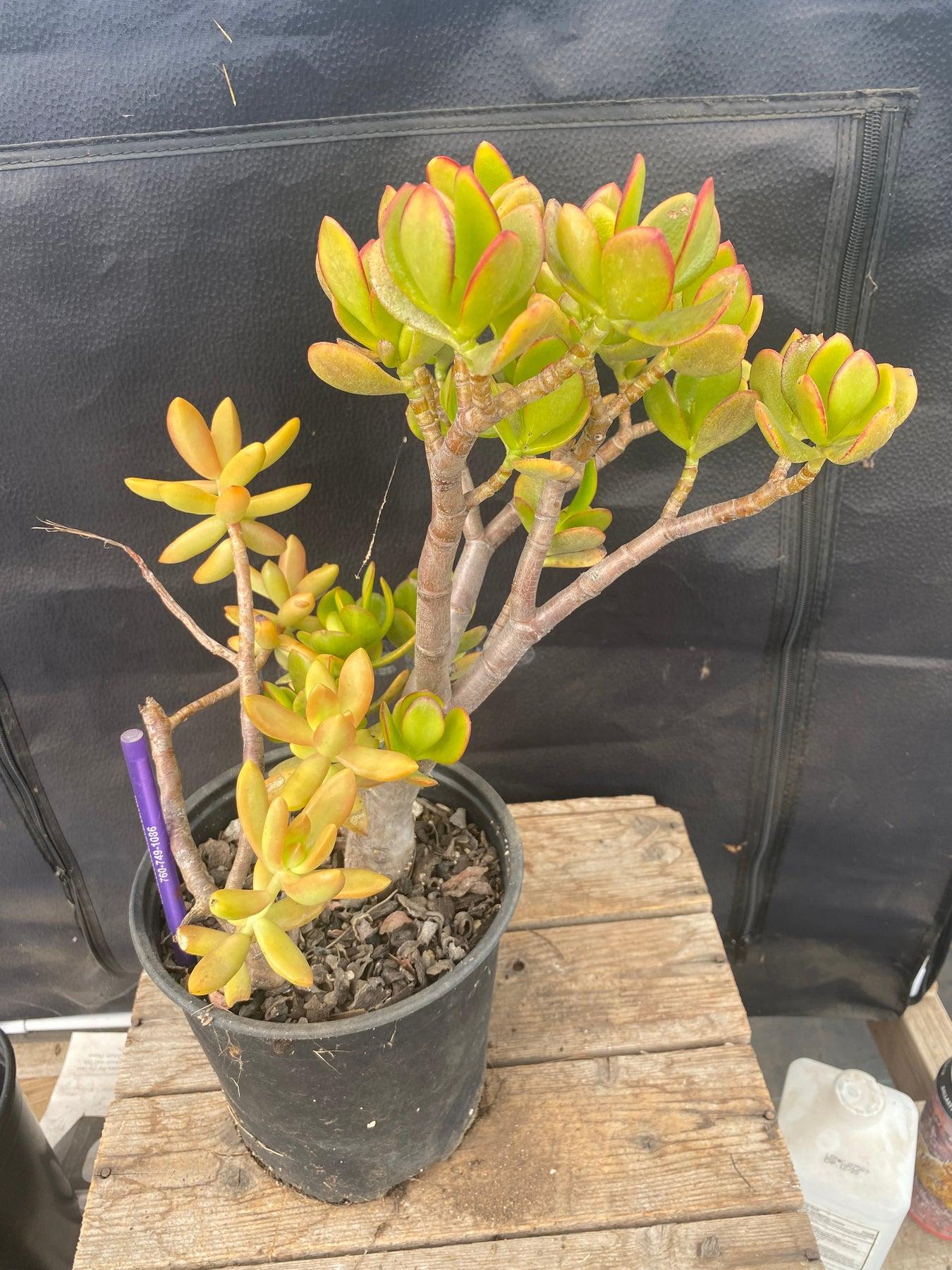 #ES01 EXACT Crassula ET Bonsai Succulent-Succulent - Large - Exact-The Succulent Source