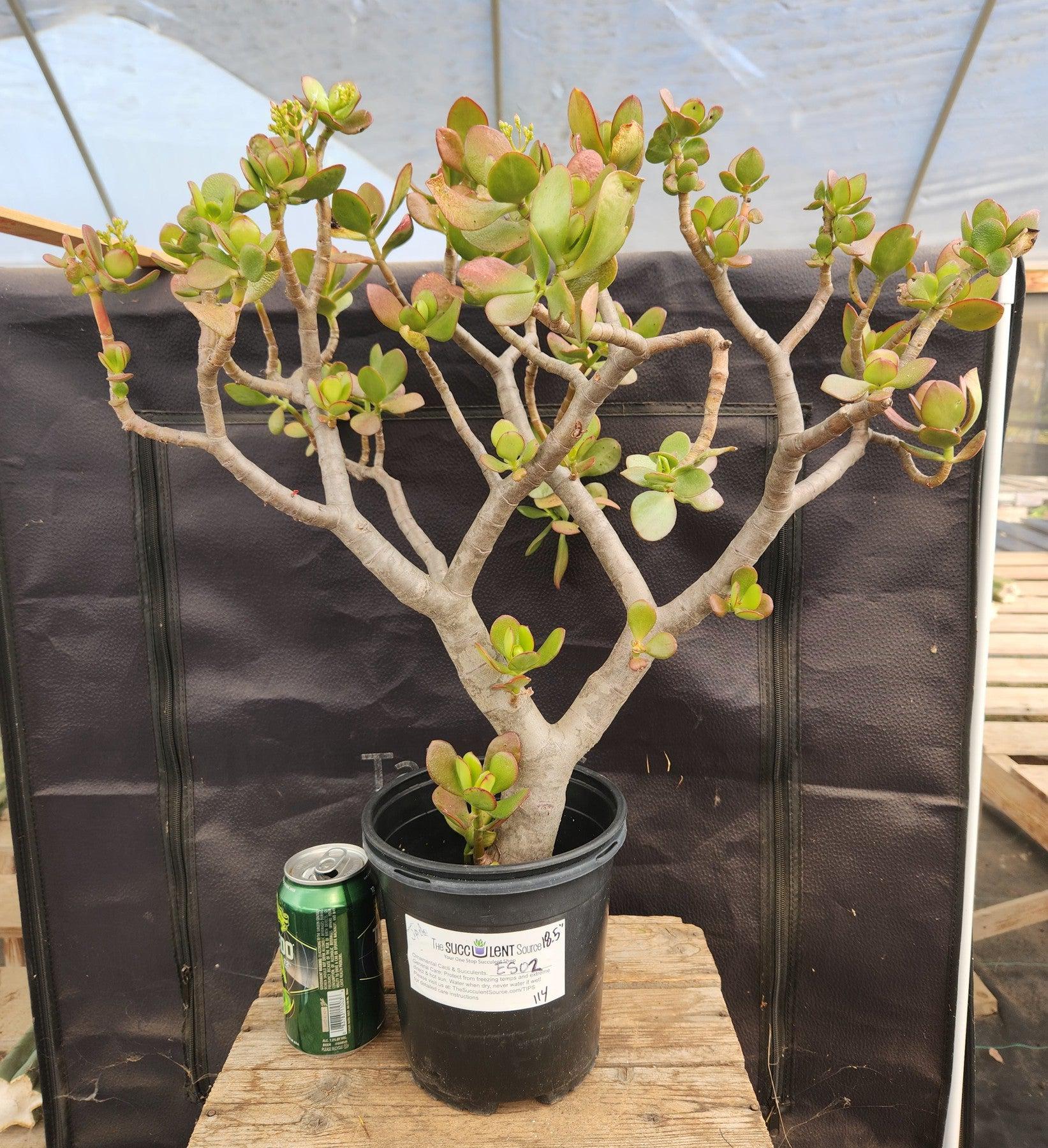 jade plant succulent bonsai #ES02 Crassula Jade Bonsai Specimen Potted 18.5"