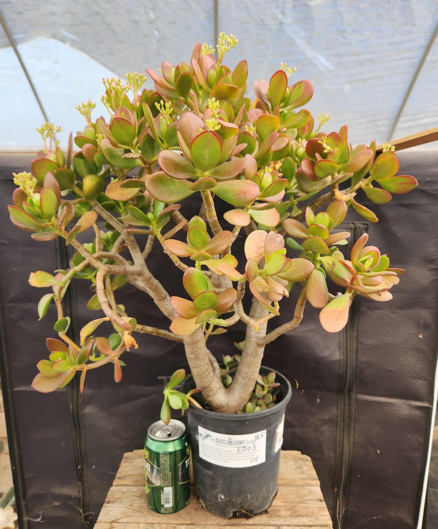 #ES03 EXACT Crassula Jade Bonsai 18.5"-The Succulent Source