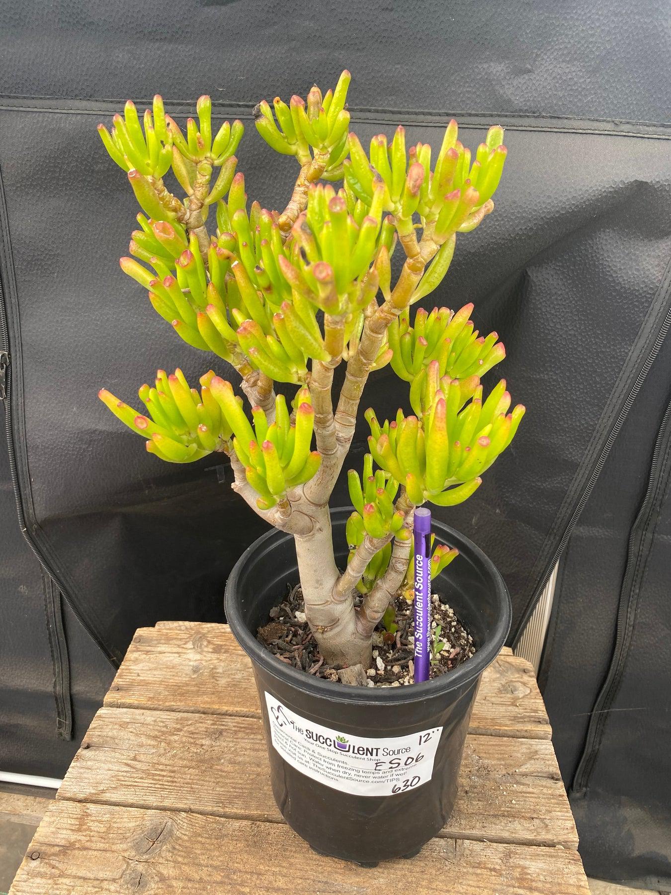 crassula succulent bonsai #ES06 EXACT Crassula ET Bonsai Succulent 12”