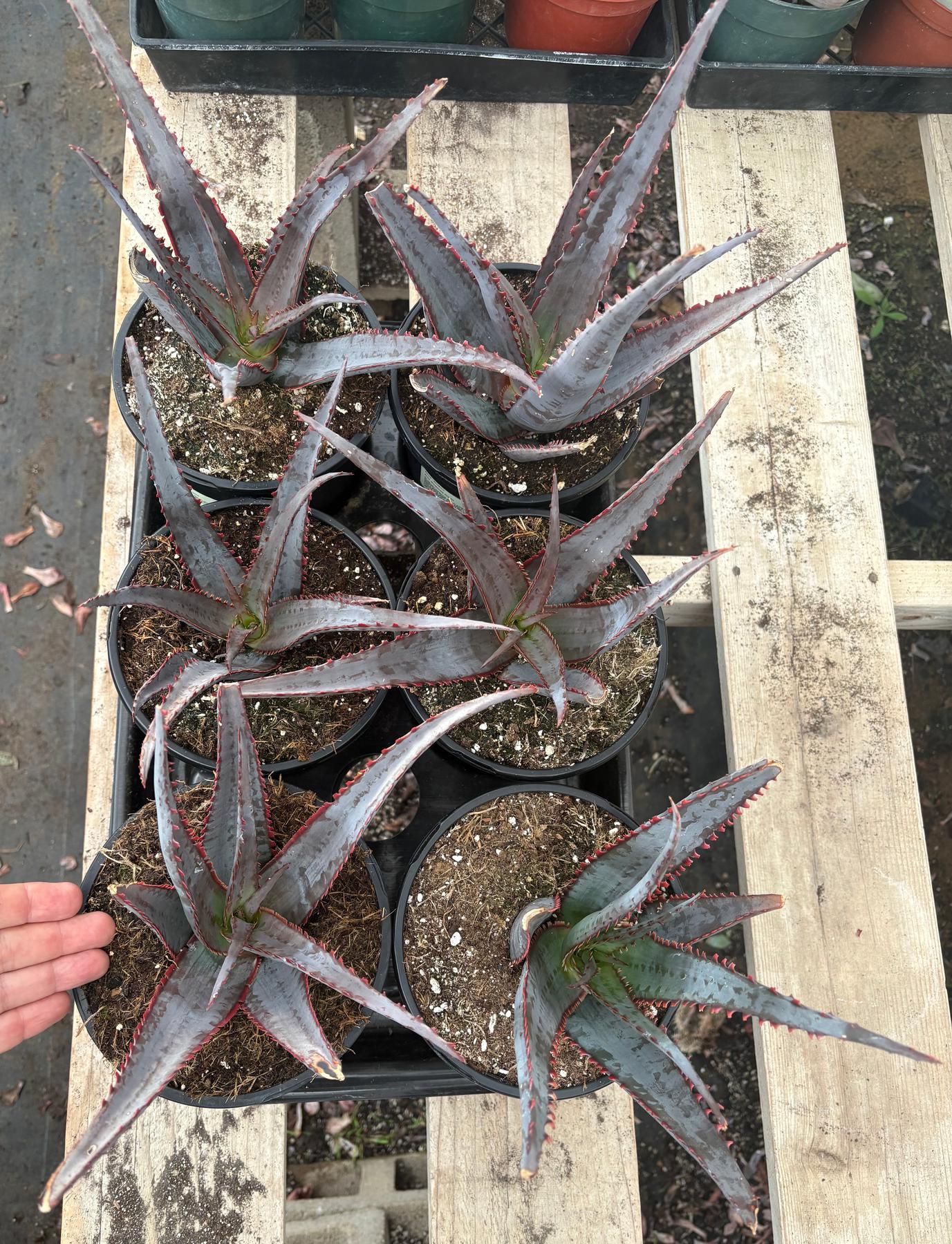 #ES12 EXACT Aloe Diablo Succulent in 1 gallon
