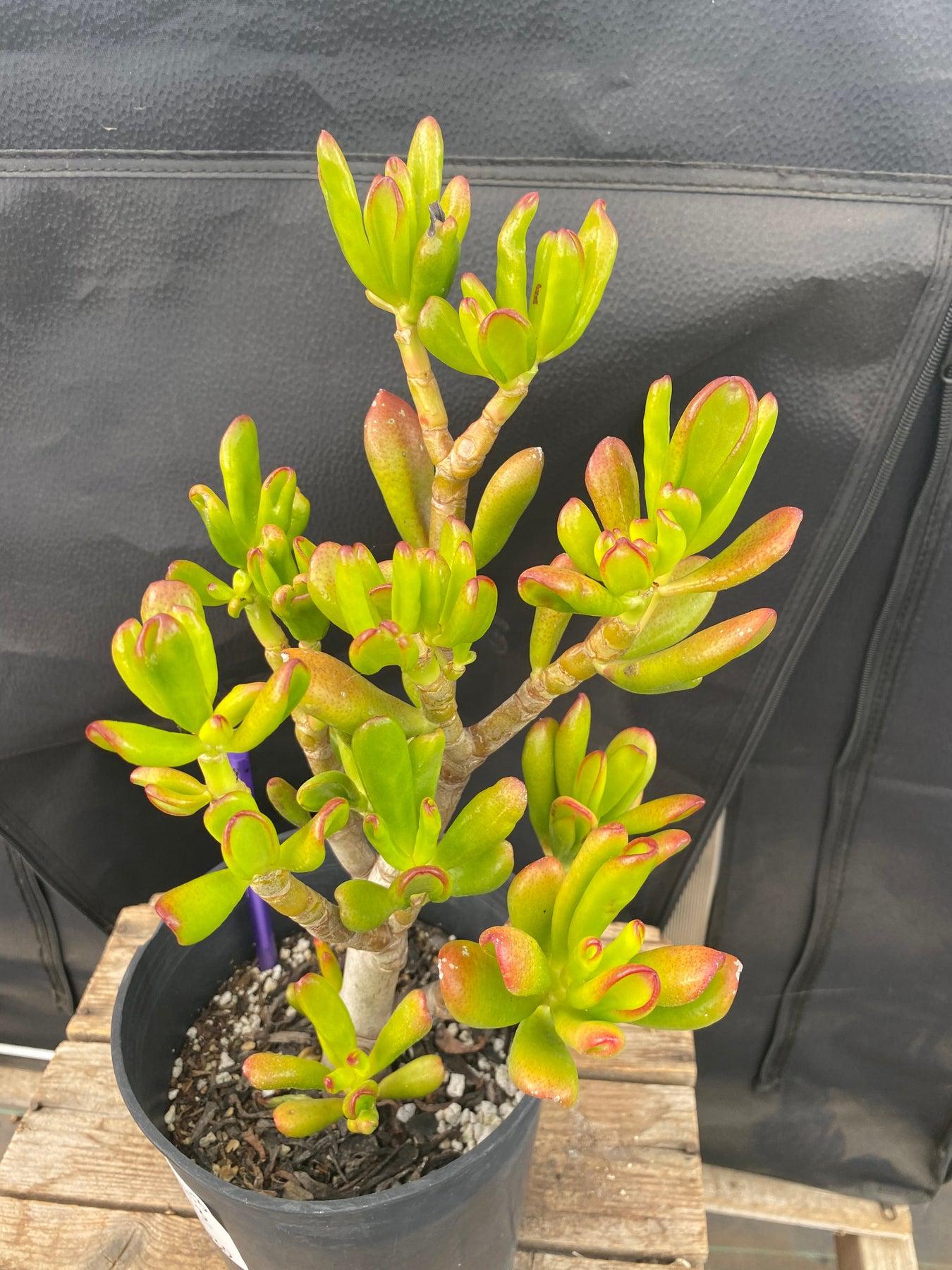#ES13 EXACT Crassula Hobbit Bonsai Succulent 13”-Succulent - Large - Exact-The Succulent Source