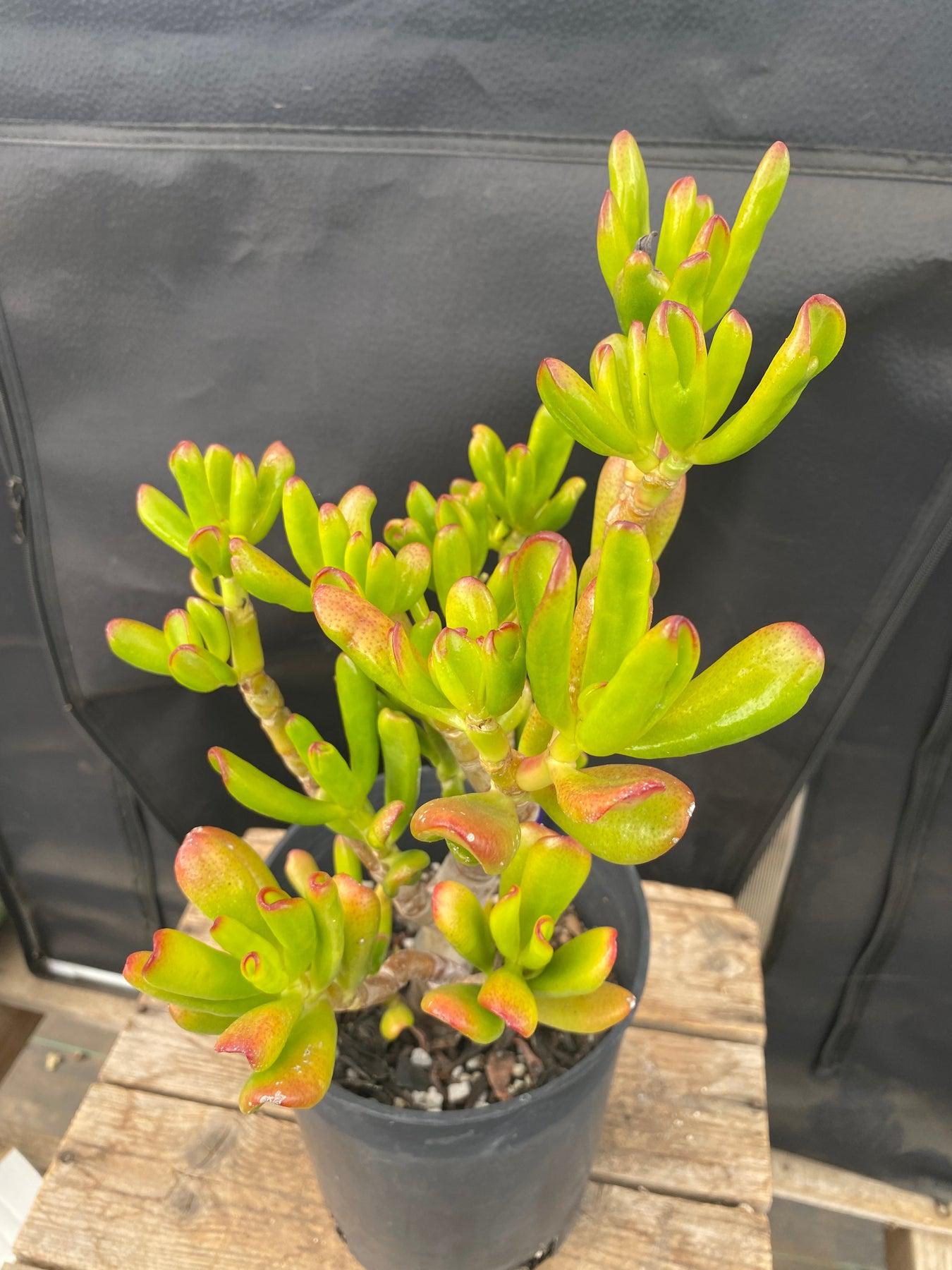 #ES13 EXACT Crassula Hobbit Bonsai Succulent 13”-Succulent - Large - Exact-The Succulent Source