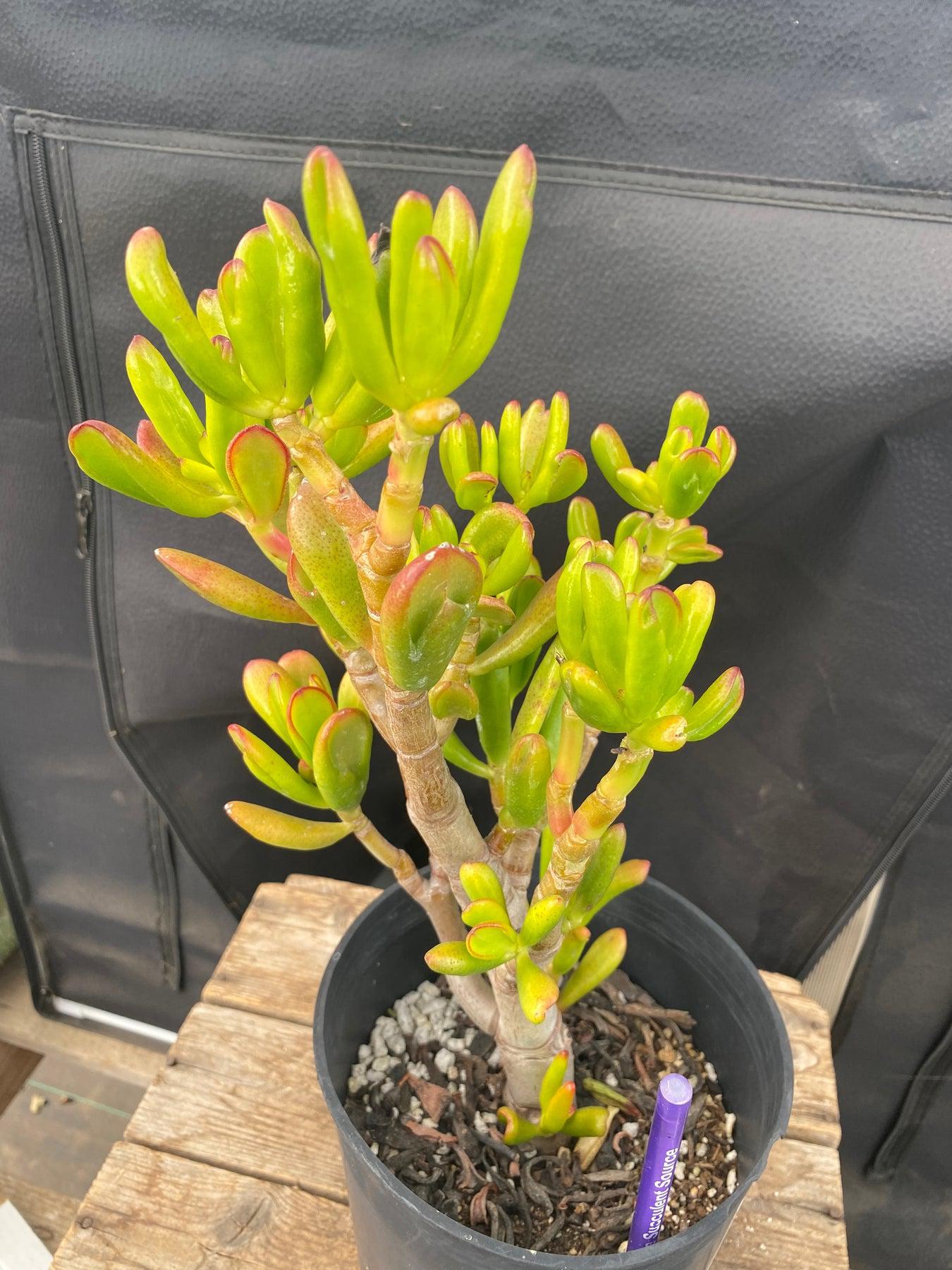 #ES13 EXACT Crassula Hobbit Bonsai Succulent 13”-Succulent - Large - Exact-The Succulent Source