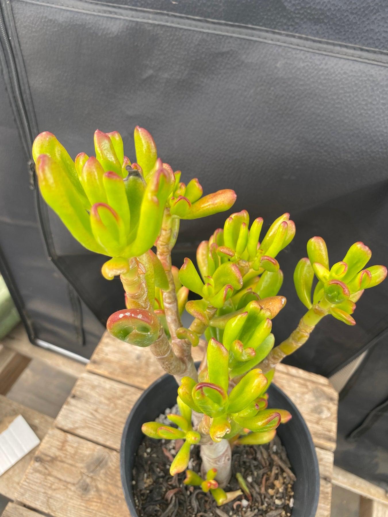 #ES13 EXACT Crassula Hobbit Bonsai Succulent 13”-Succulent - Large - Exact-The Succulent Source