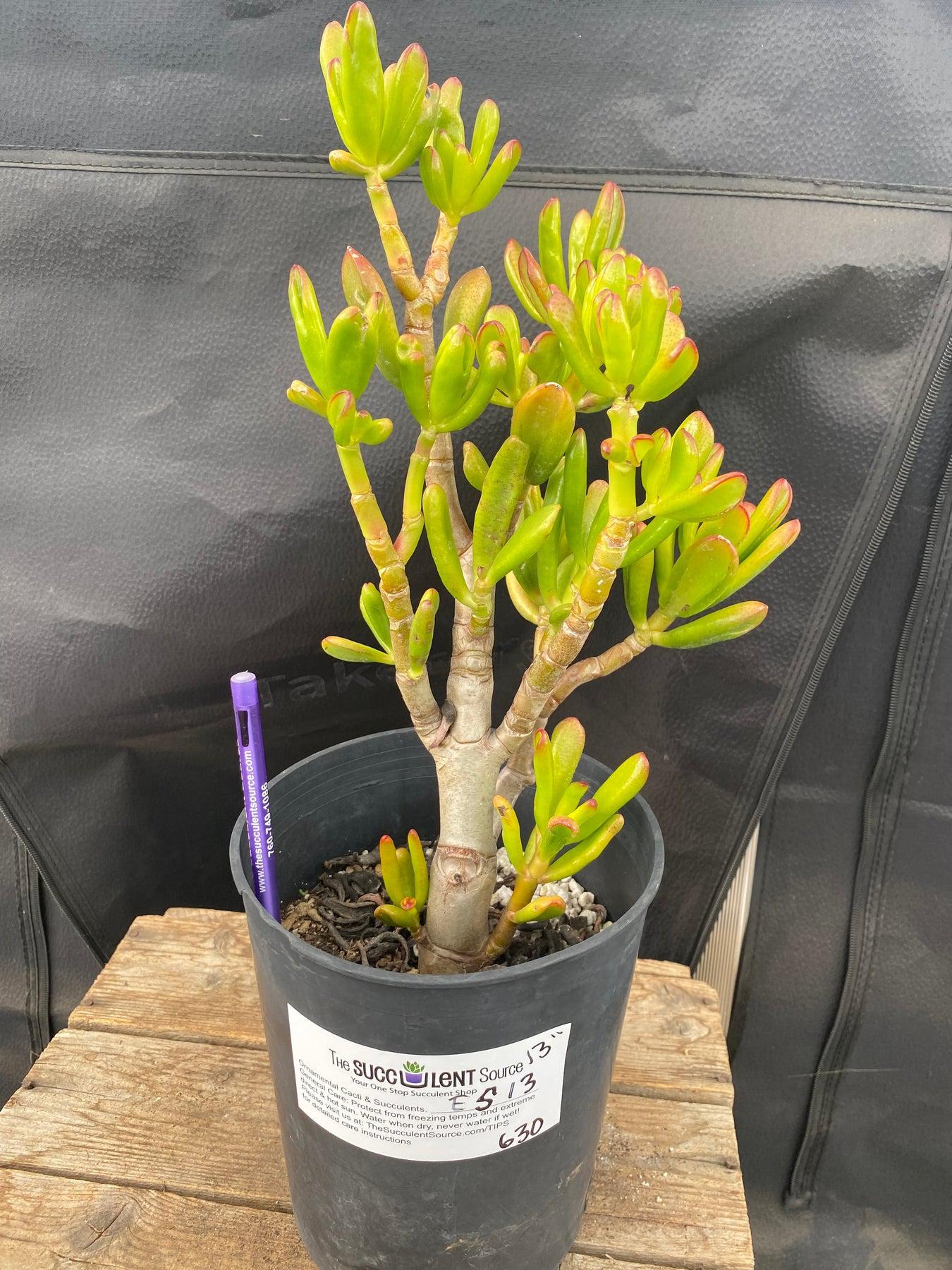 #ES13 EXACT Crassula Hobbit Bonsai Succulent 13”-Succulent - Large - Exact-The Succulent Source