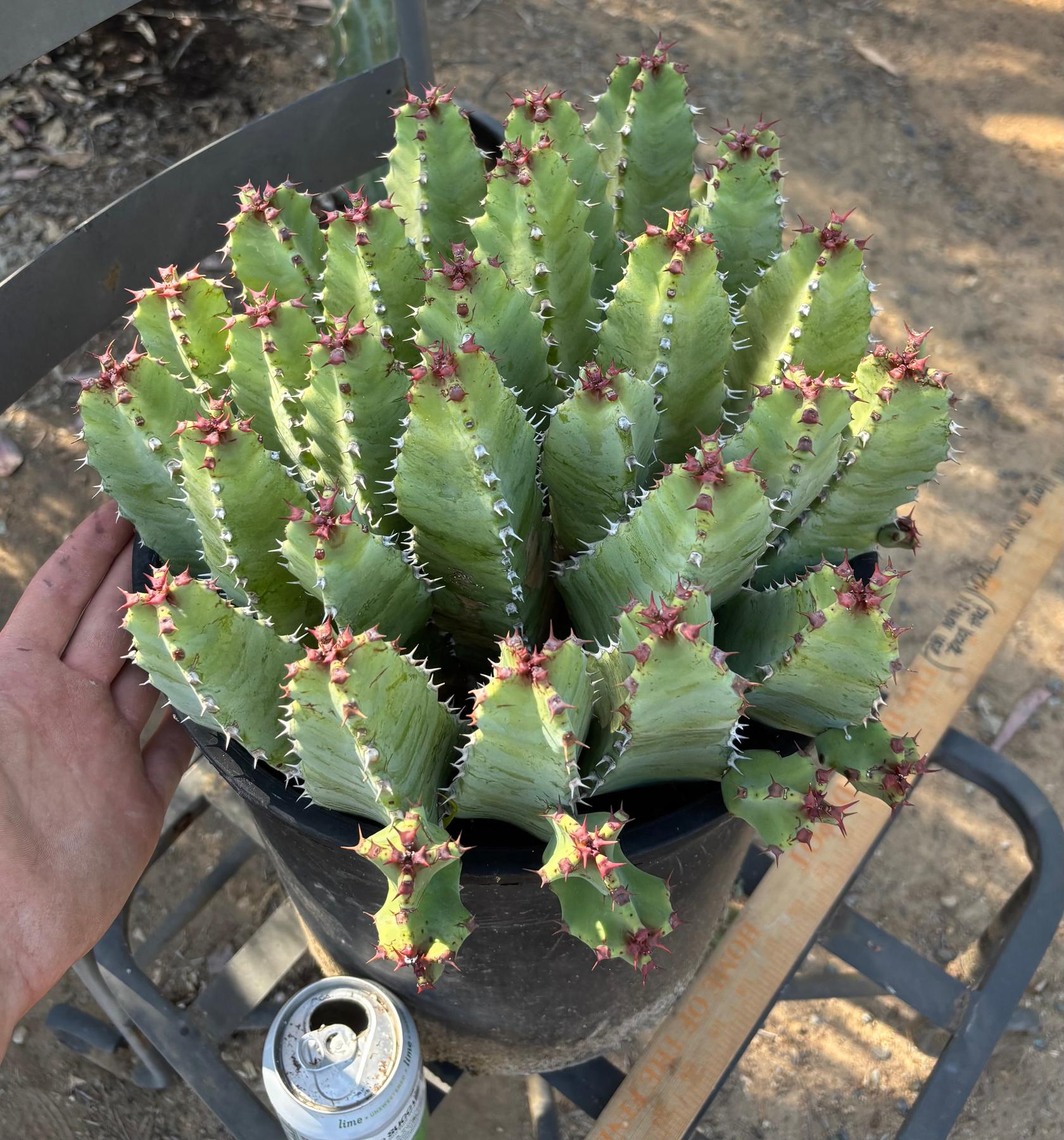 #ES18 EXACT Euphorbia Moroccan Resinefera Mound Succulent in container-Succulent - Large - Exact-The Succulent Source