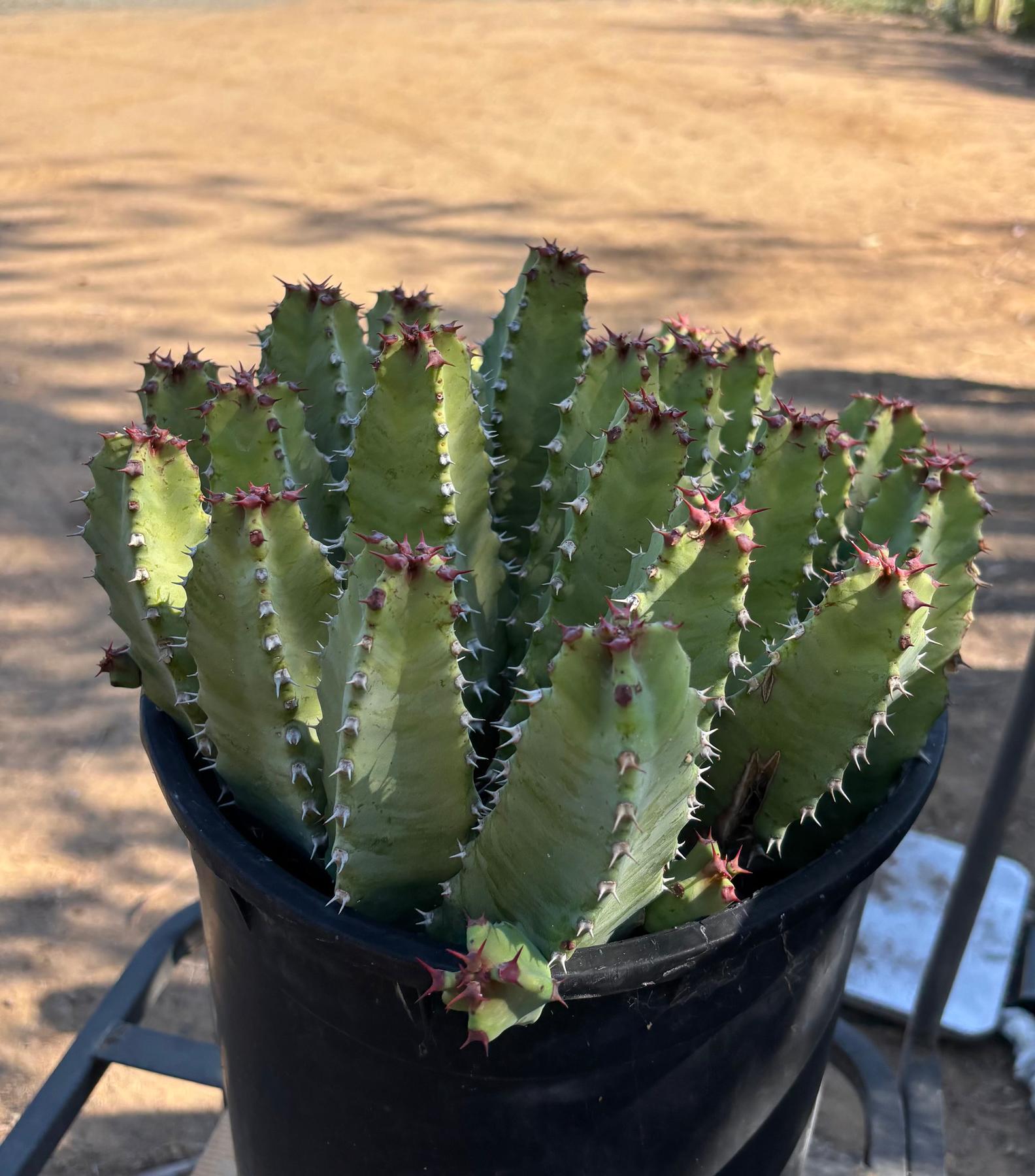 #ES18 EXACT Euphorbia Moroccan Resinefera Mound Succulent in container-Succulent - Large - Exact-The Succulent Source